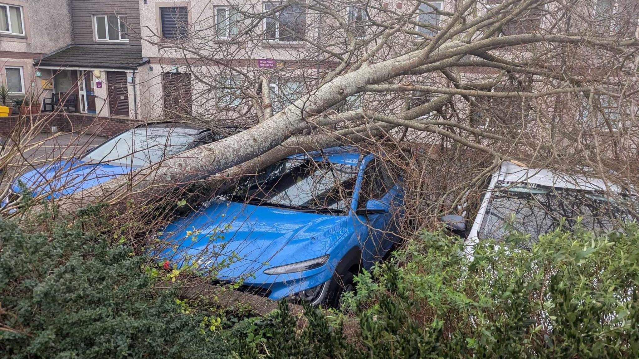 A blue car has been crushed by a fallen tree.