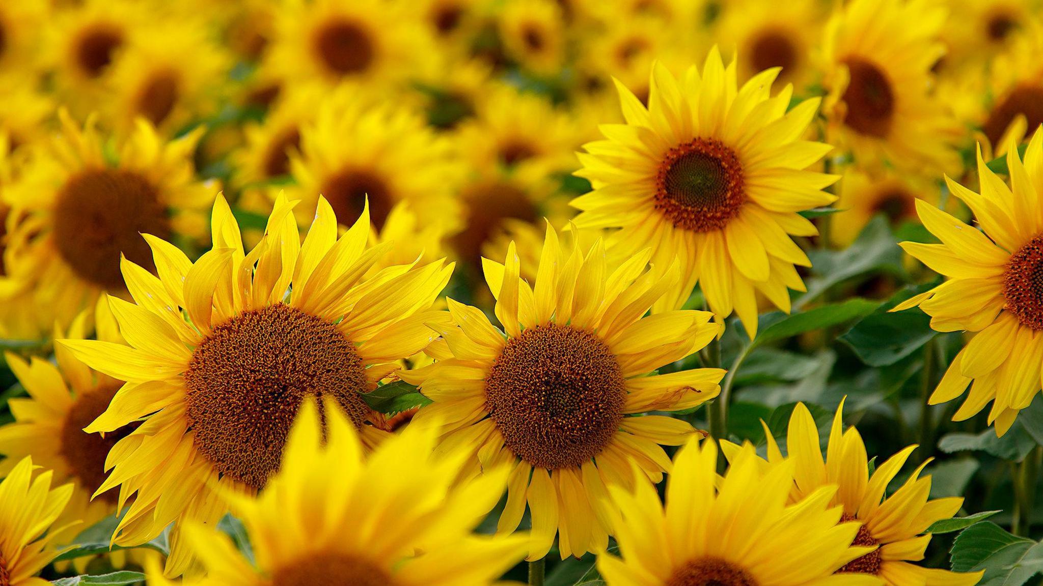 Close up image of a sweeping field of sunflowers