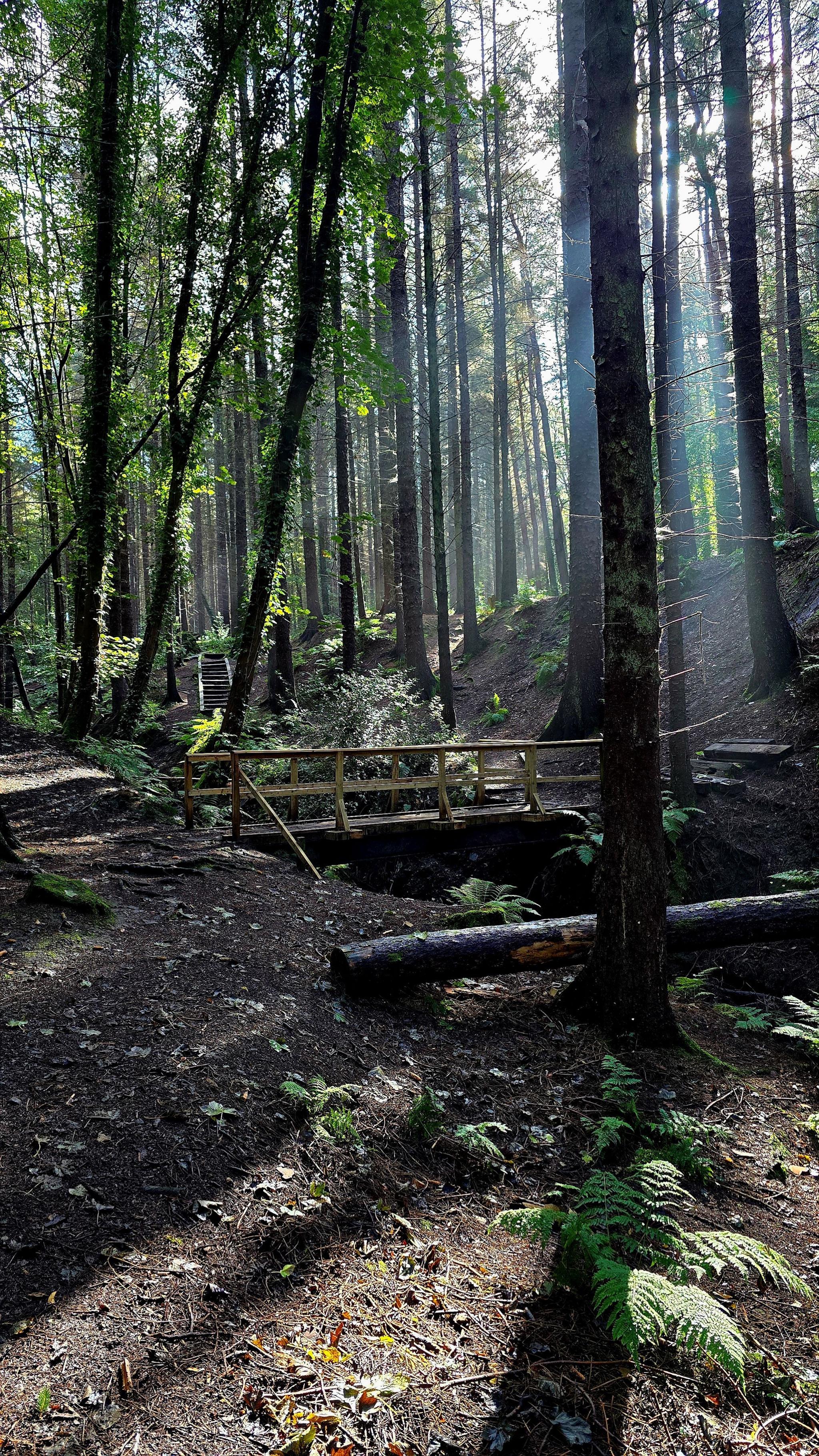 A vertical image of a forest at Kinneil house in Bo'ness, showing a wooden bridge across a burn and tall trees all around it. The sun is shining through the tops of the tall trees making shadows below.