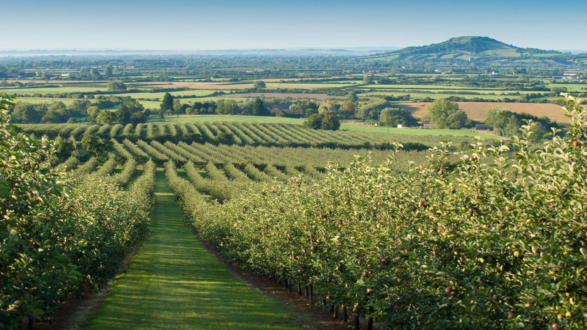 Image shows a green orchard on a hill, with a beautiful visa in the background. 