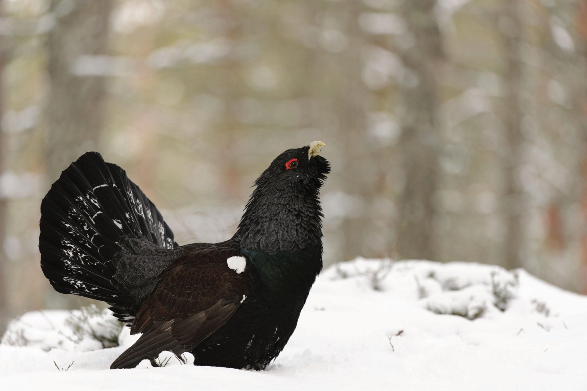 A black capercaillie bird with white markings on its fanned tail. It has a red ring around its eye.