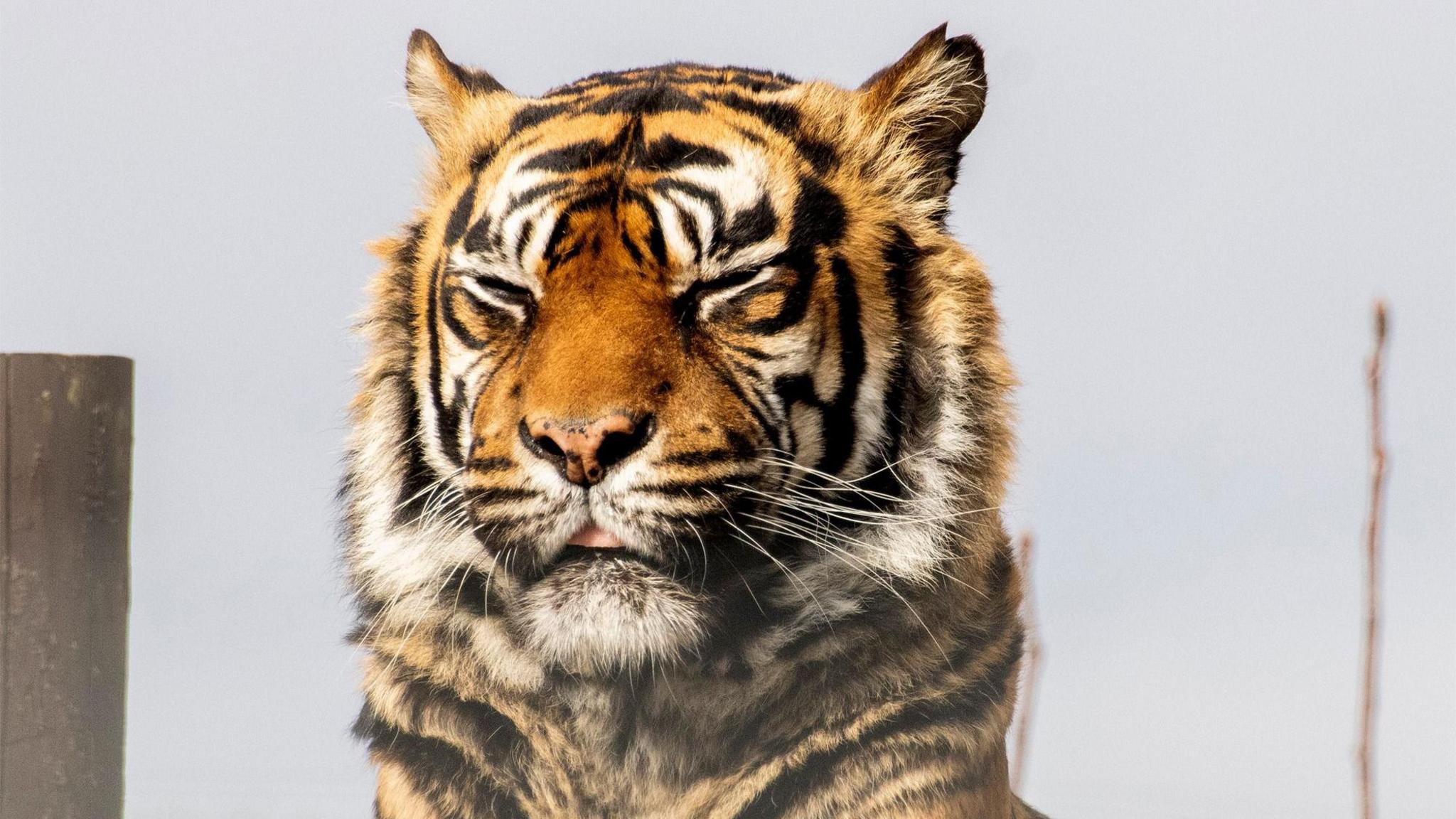 A head shot of Ratna the tiger. She has her eyes closed and mouth slightly open to show her pink tongue. She is a beautiful pattern of orange and black stripes and has some black spots on her pink nose. Her snout is a much deeper shade of orange.