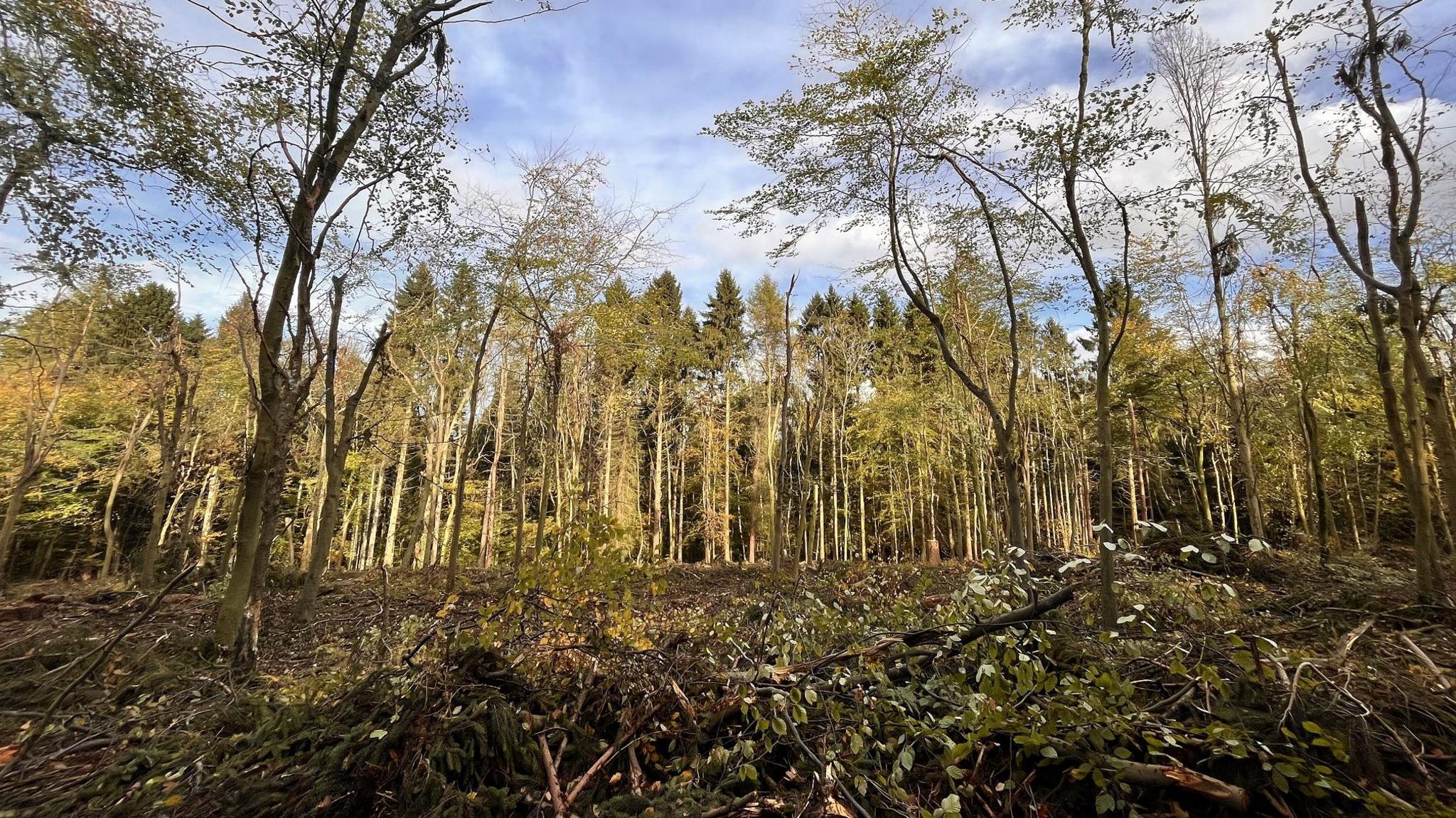 Cleared woodland at Ashridge Estate