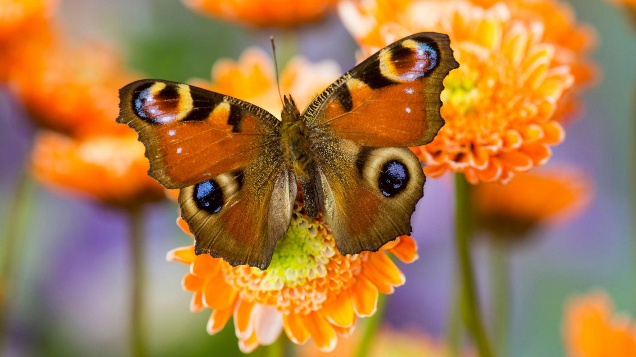 Butterfly on a flower.