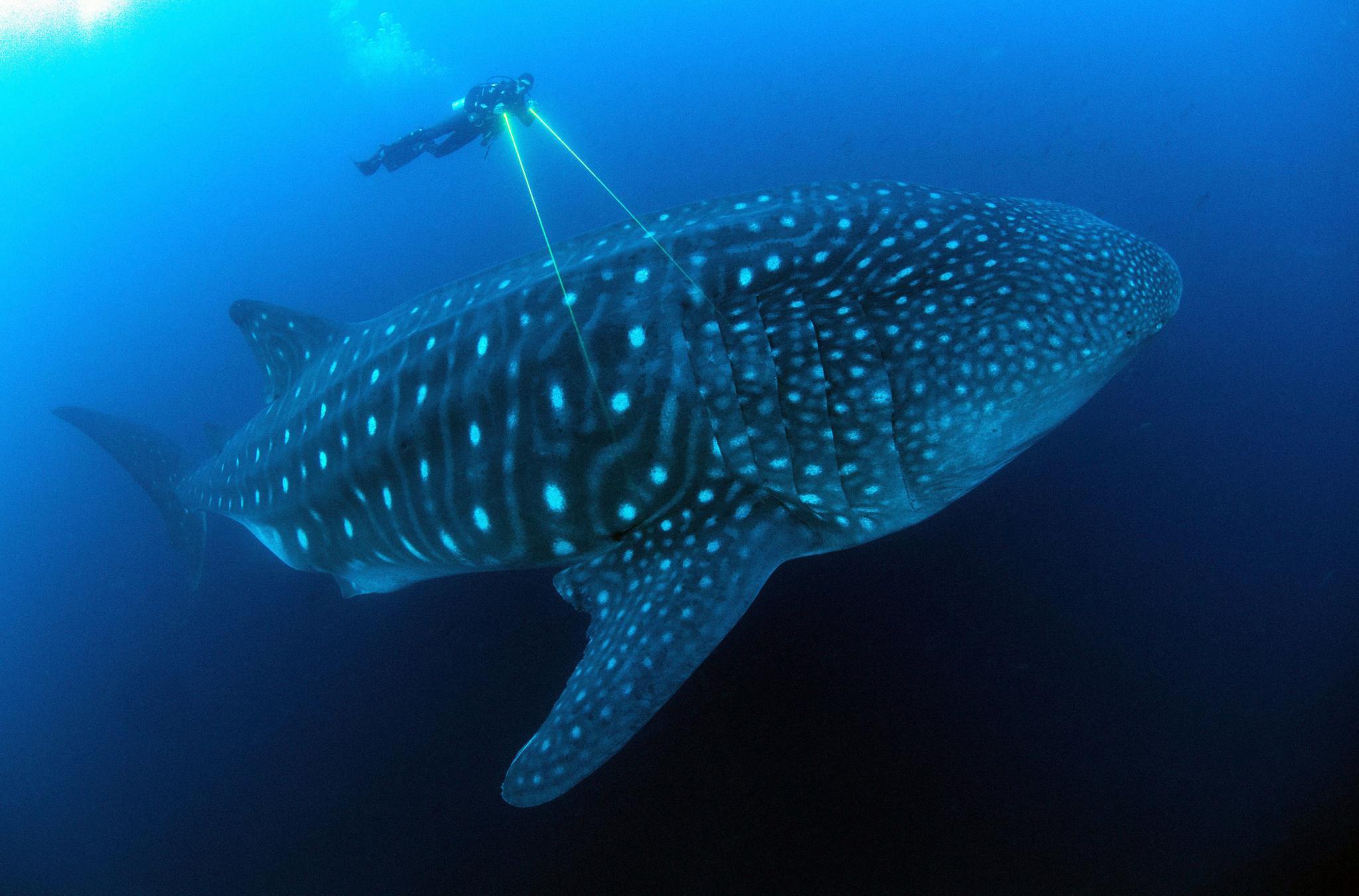 A scientist uses lasers to measure a whaleshark