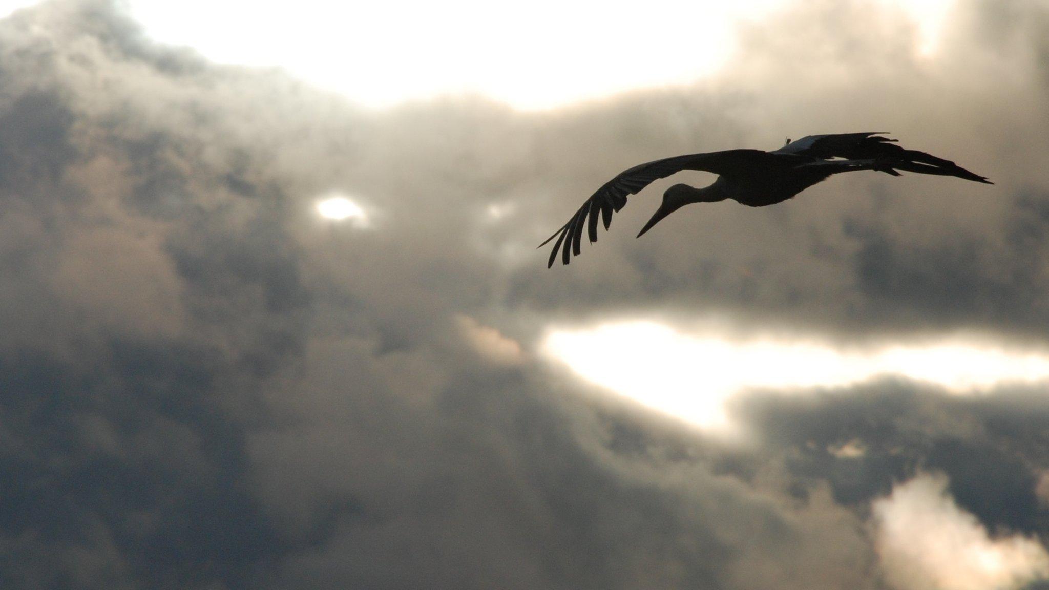 White stork