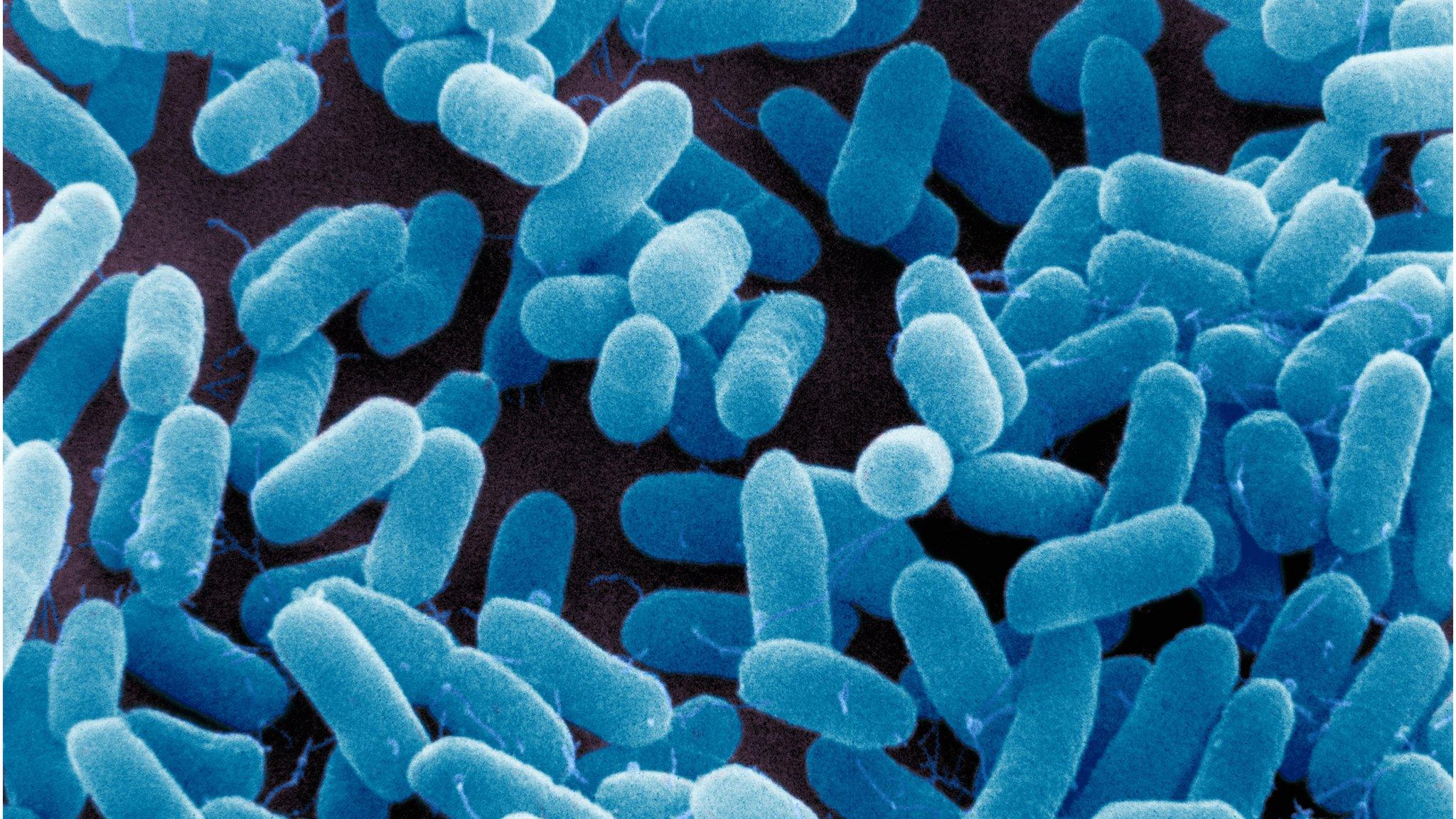 Bacteria