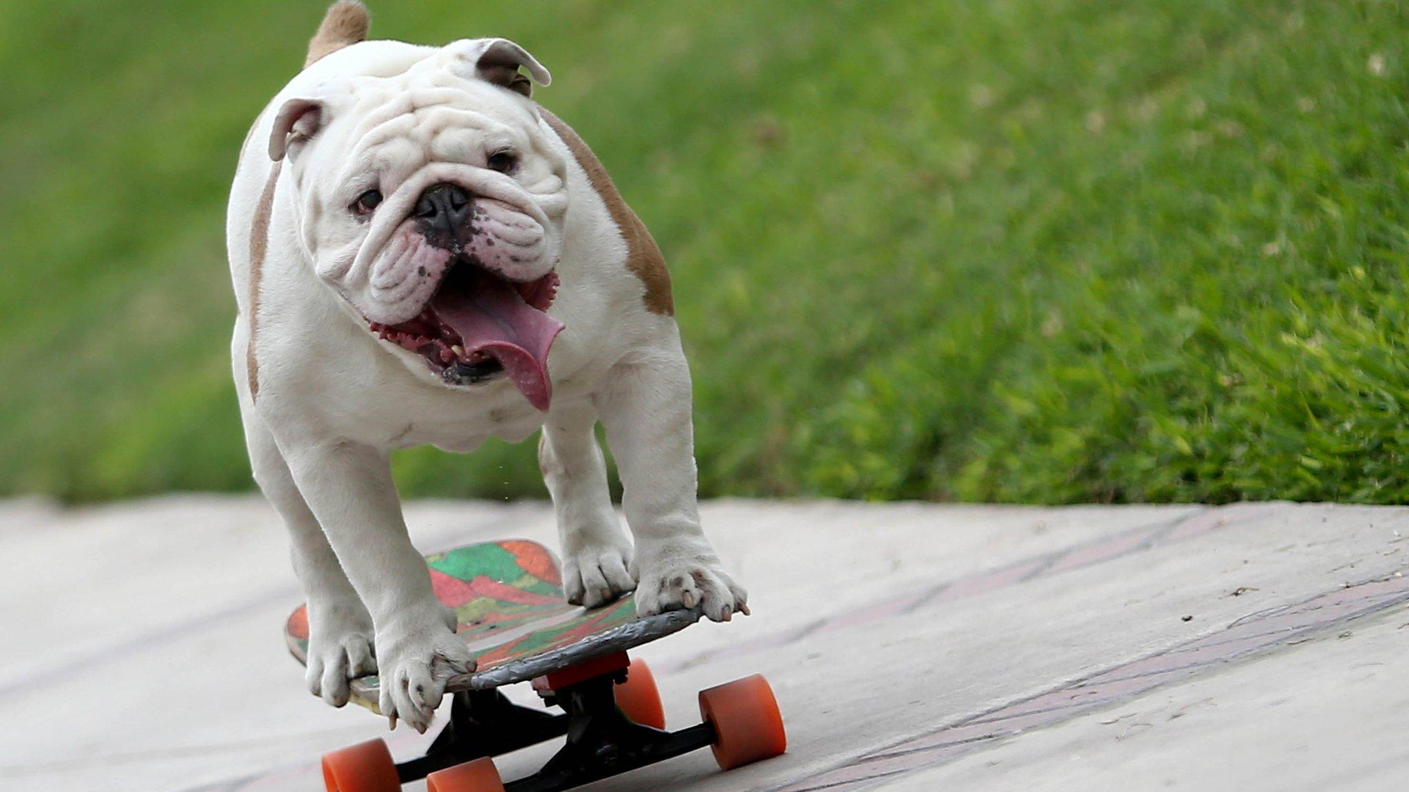 Bulldog