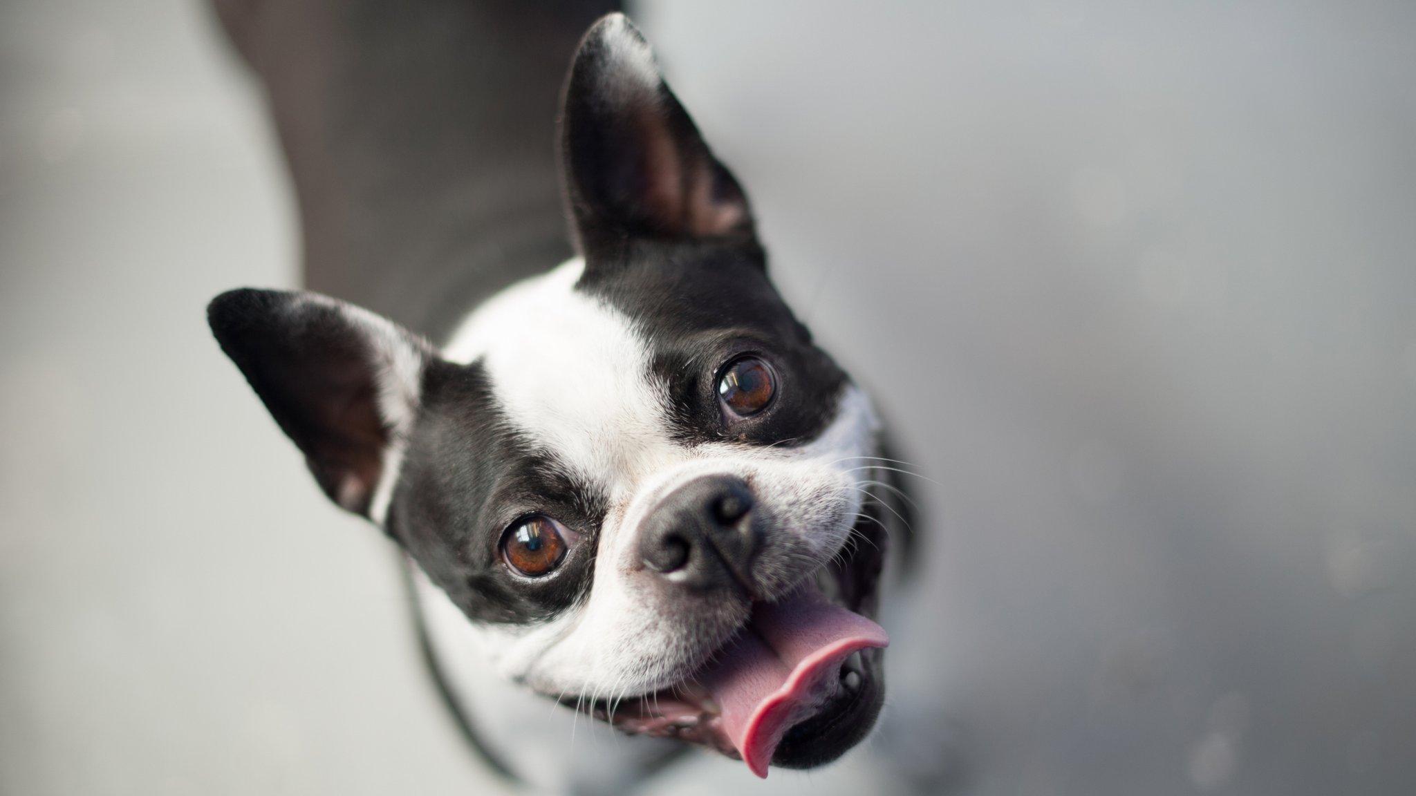 Black and white dog with pointy ears looks up with its tongue out