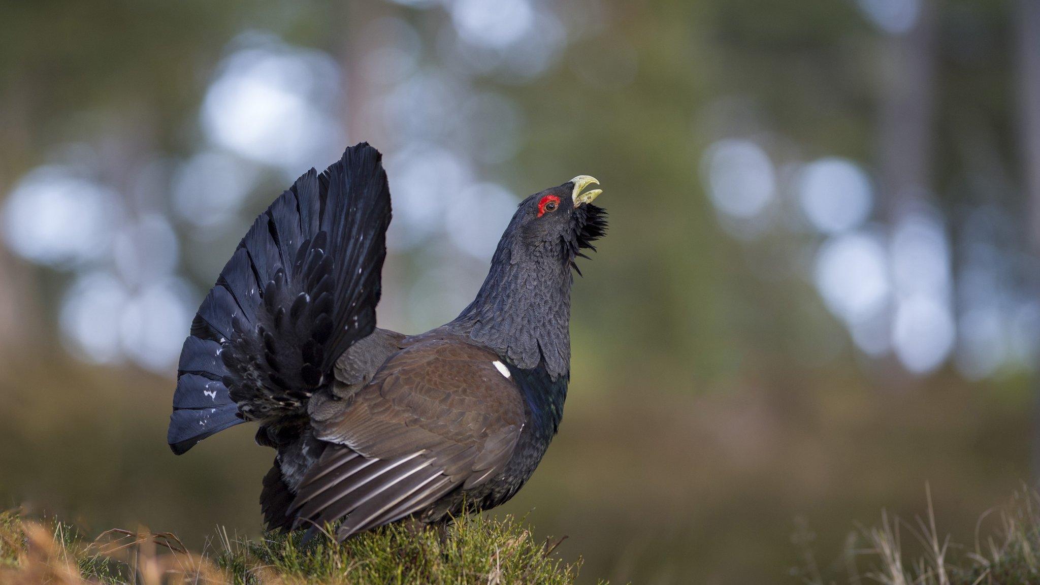 A capercaillie bird