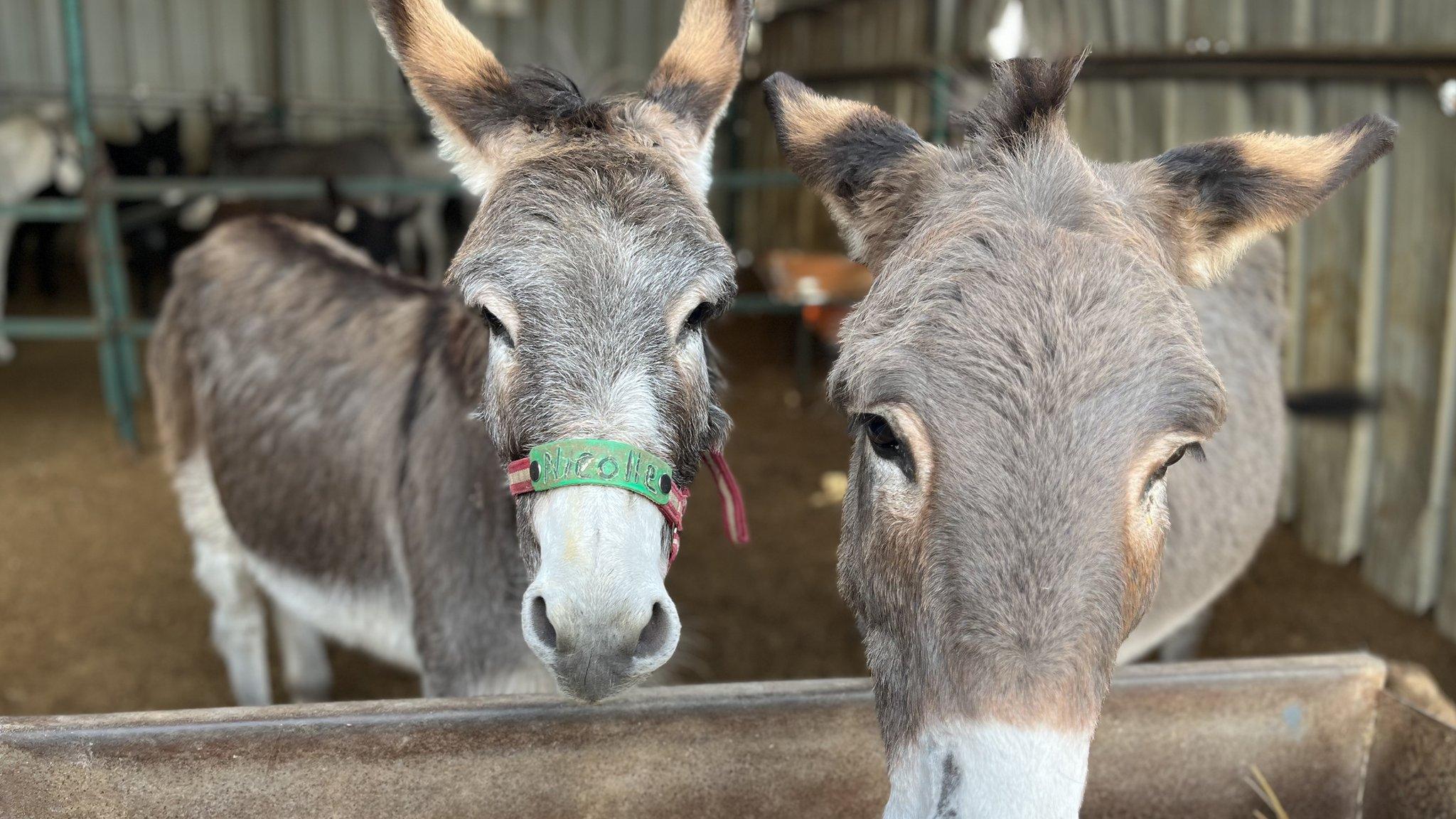 Nicolle and another donkey at a shelter in Nablus run by the charity Safe Haven for Donkeys