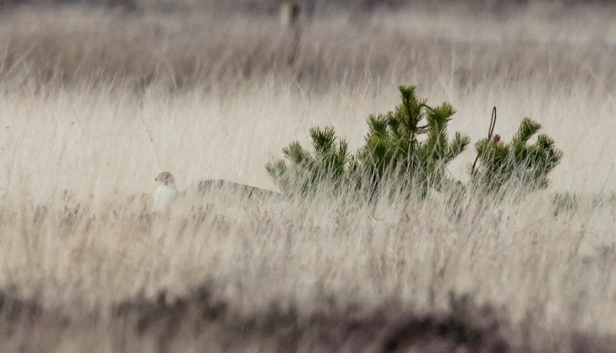 Peregrine falcon on ground with crow