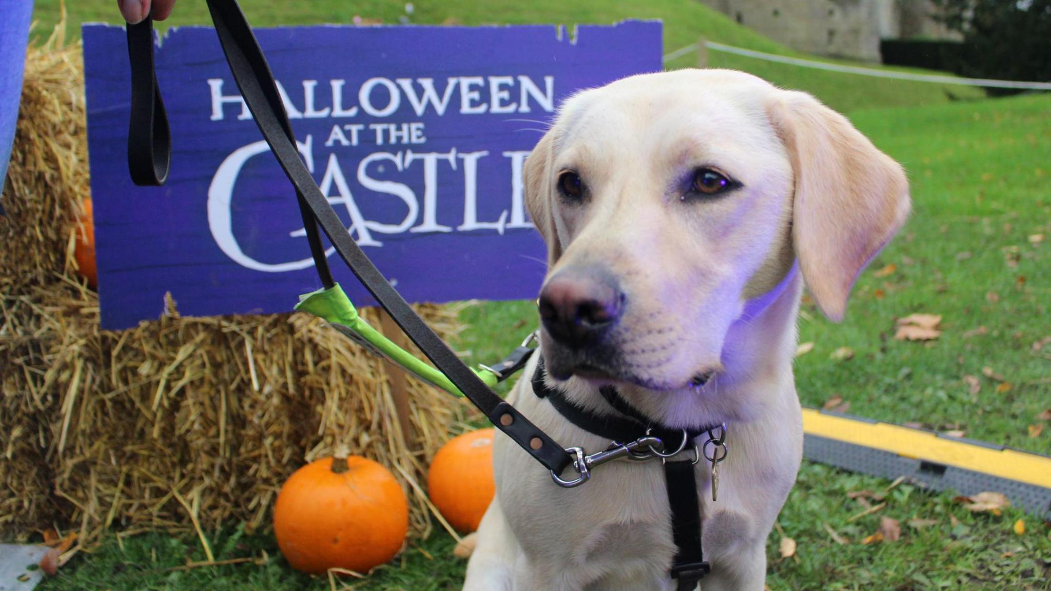 A blonde Labrador stood in front of pumpkins and a Warwick Castle sign 