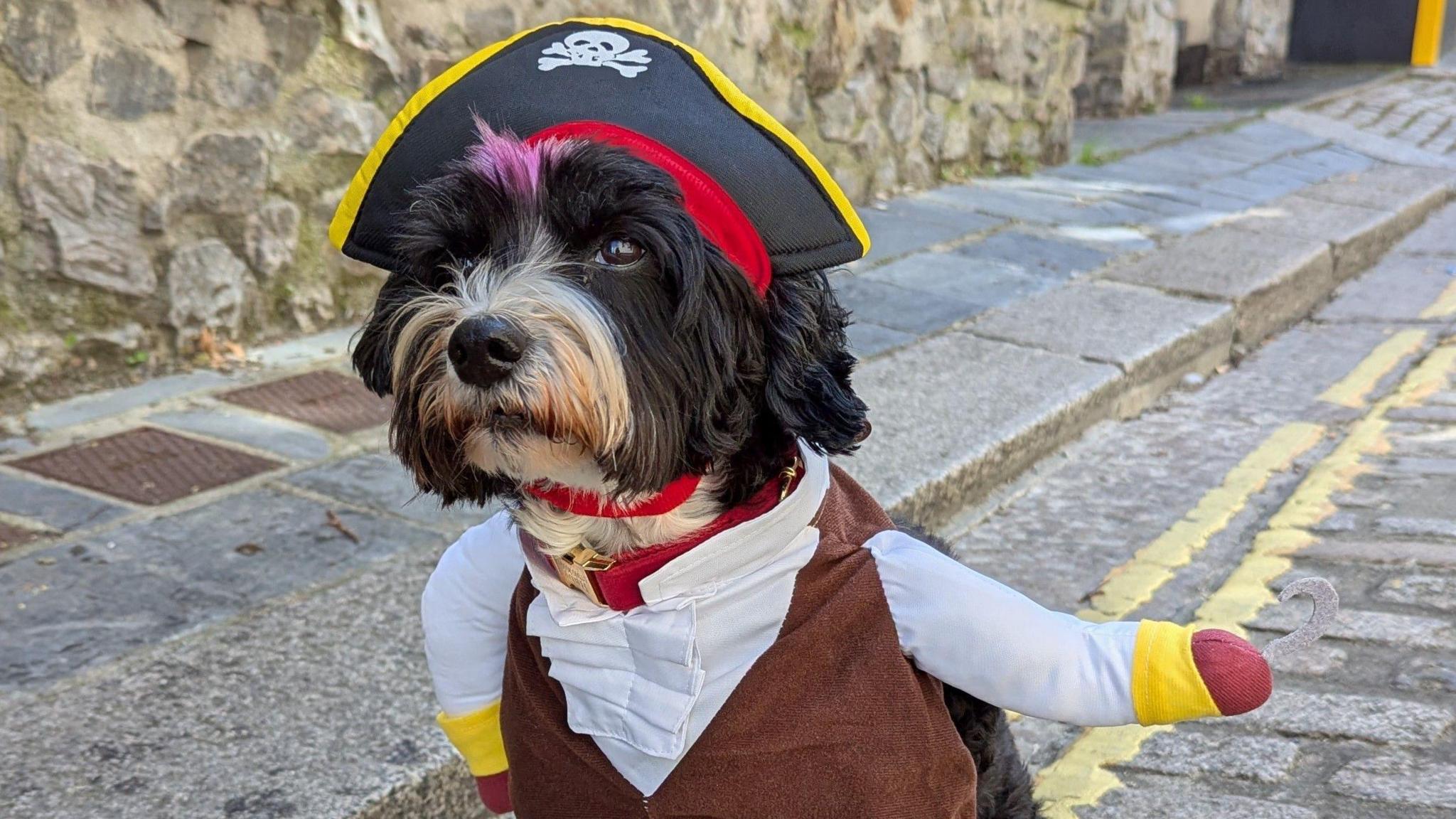 A dog in a pirate costume and pirate hat. It is looking directly at the camera. It is sat on the cobblestones.
