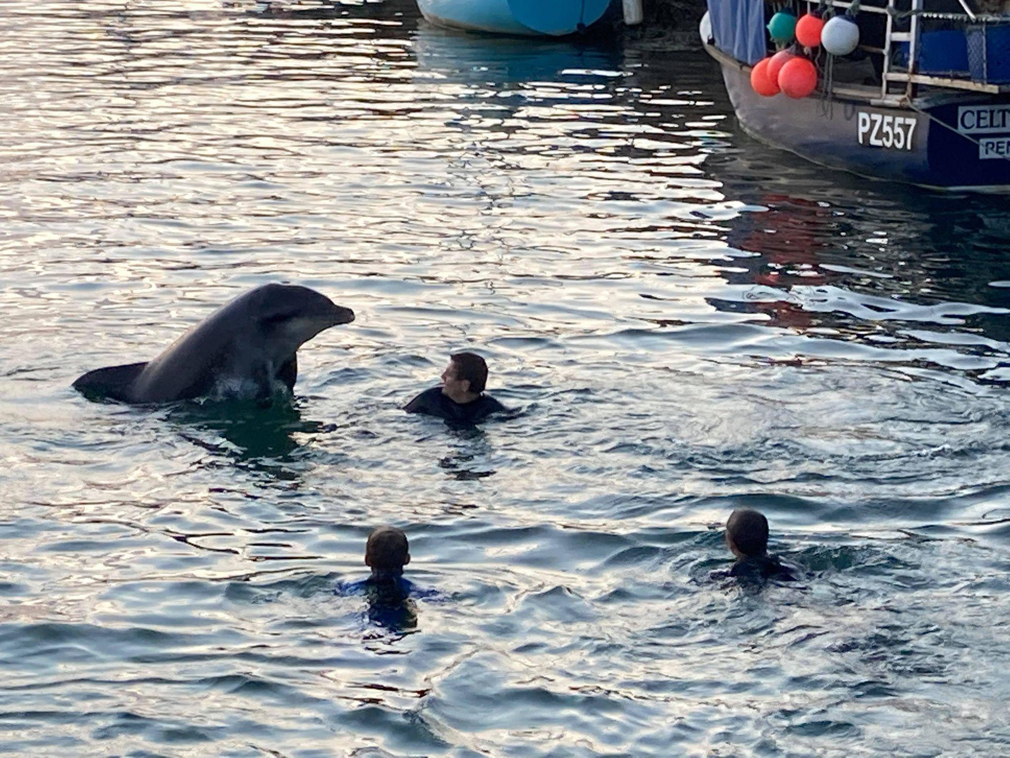 Dolphin with people