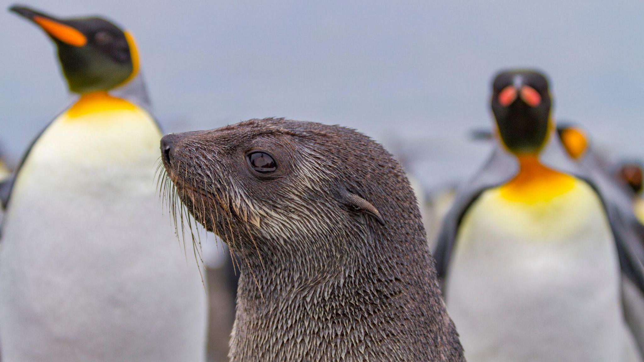Emperor penguins and Antarctic fur seal.
