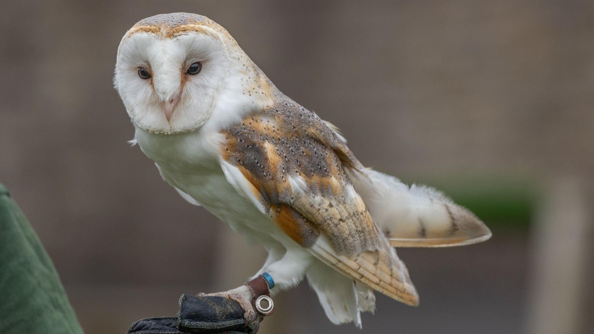 A barn owl perched on a branch