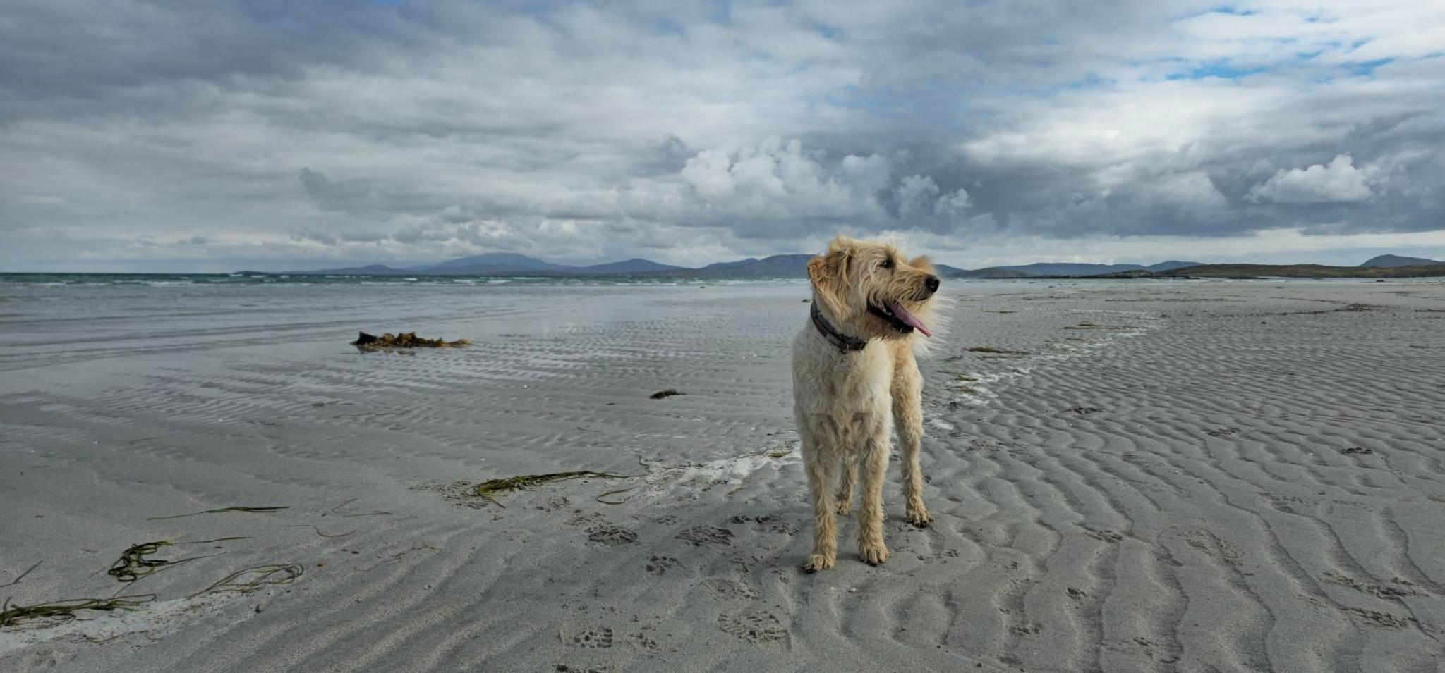 Dougie on the beach