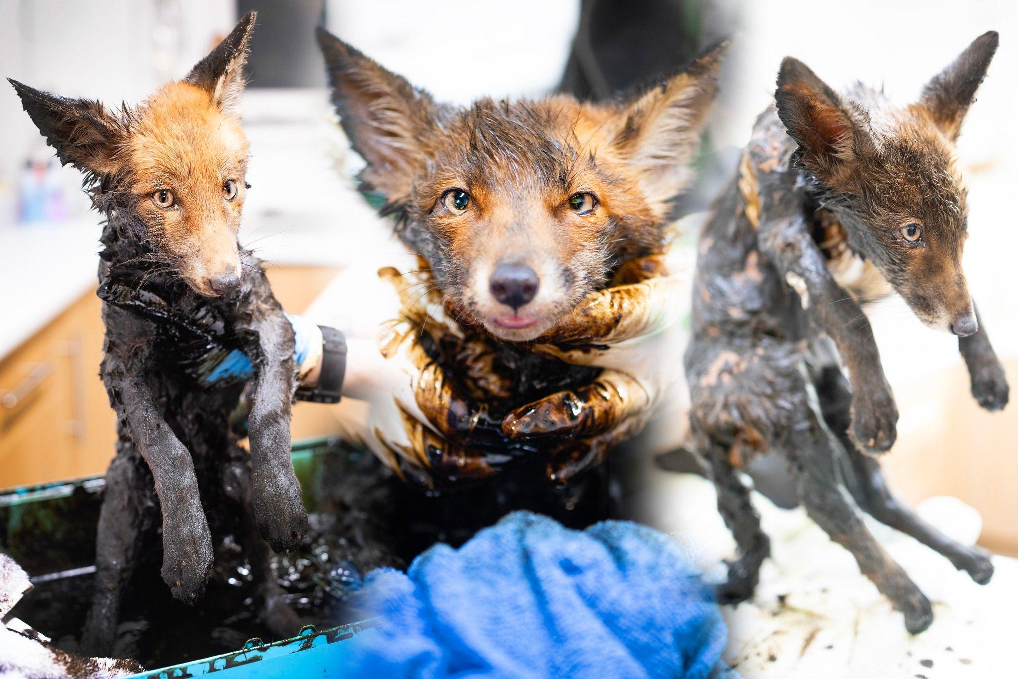 Three images of a fox are edited together. The cub is covered in sticky black tar and a vet is holding the animal carefully in a gloved hand