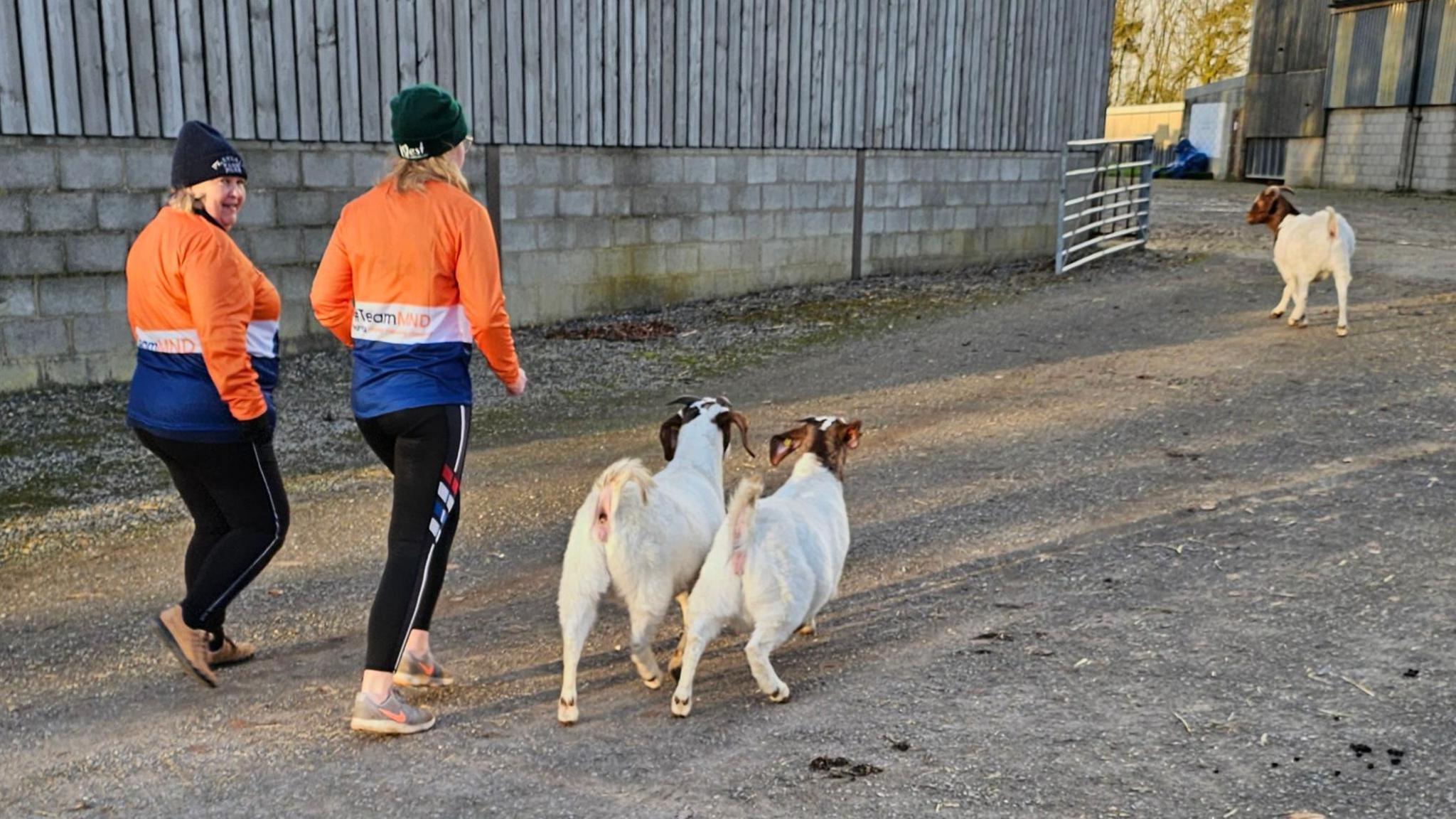 Two women, in orange MND t-shirts, run alongside three goats on a farm.