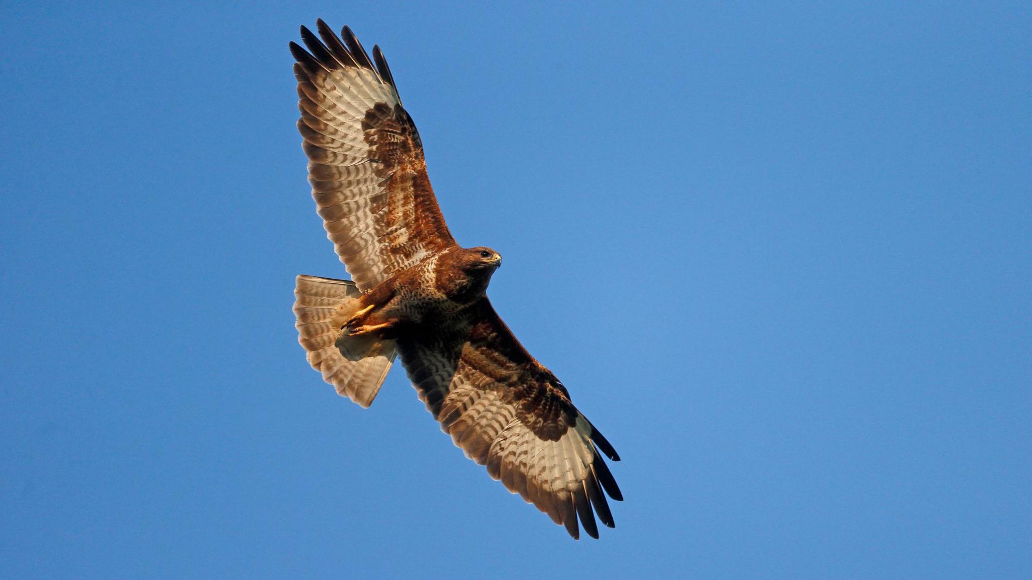 Buzzard flying through the air.