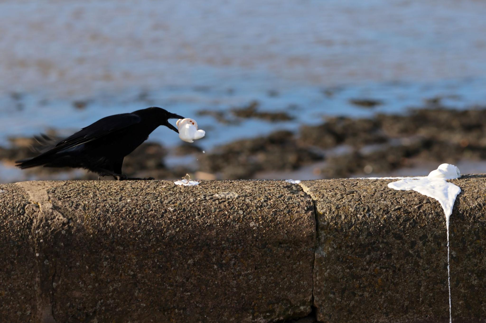 Black bird standing on a stone wall, holding a scoop of melting ice cream in its mouth as another scoop melts and drips down the wall with a body of water in the background