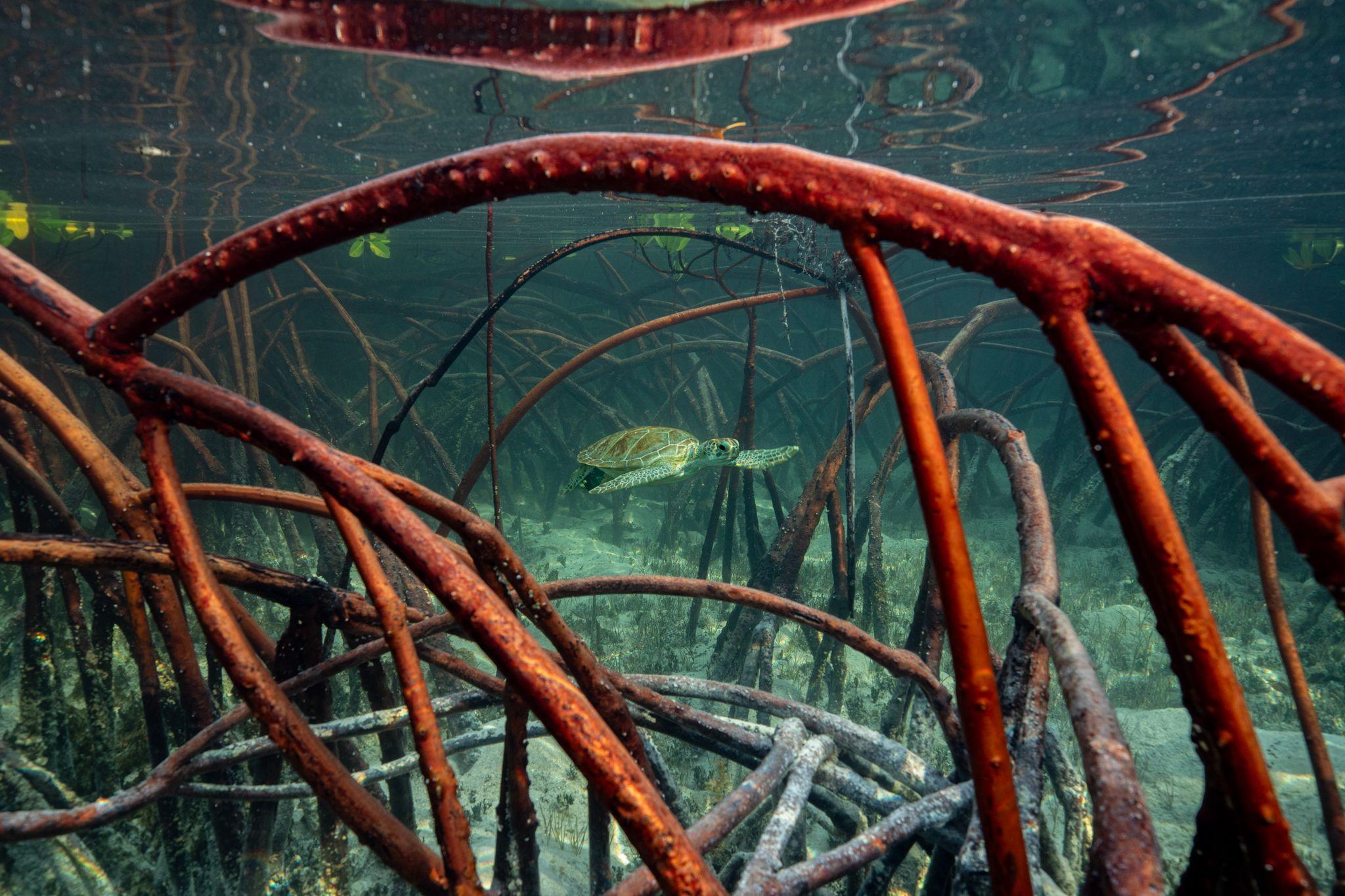 A turtle navigates mangroves roots at high tide in the Bahamas