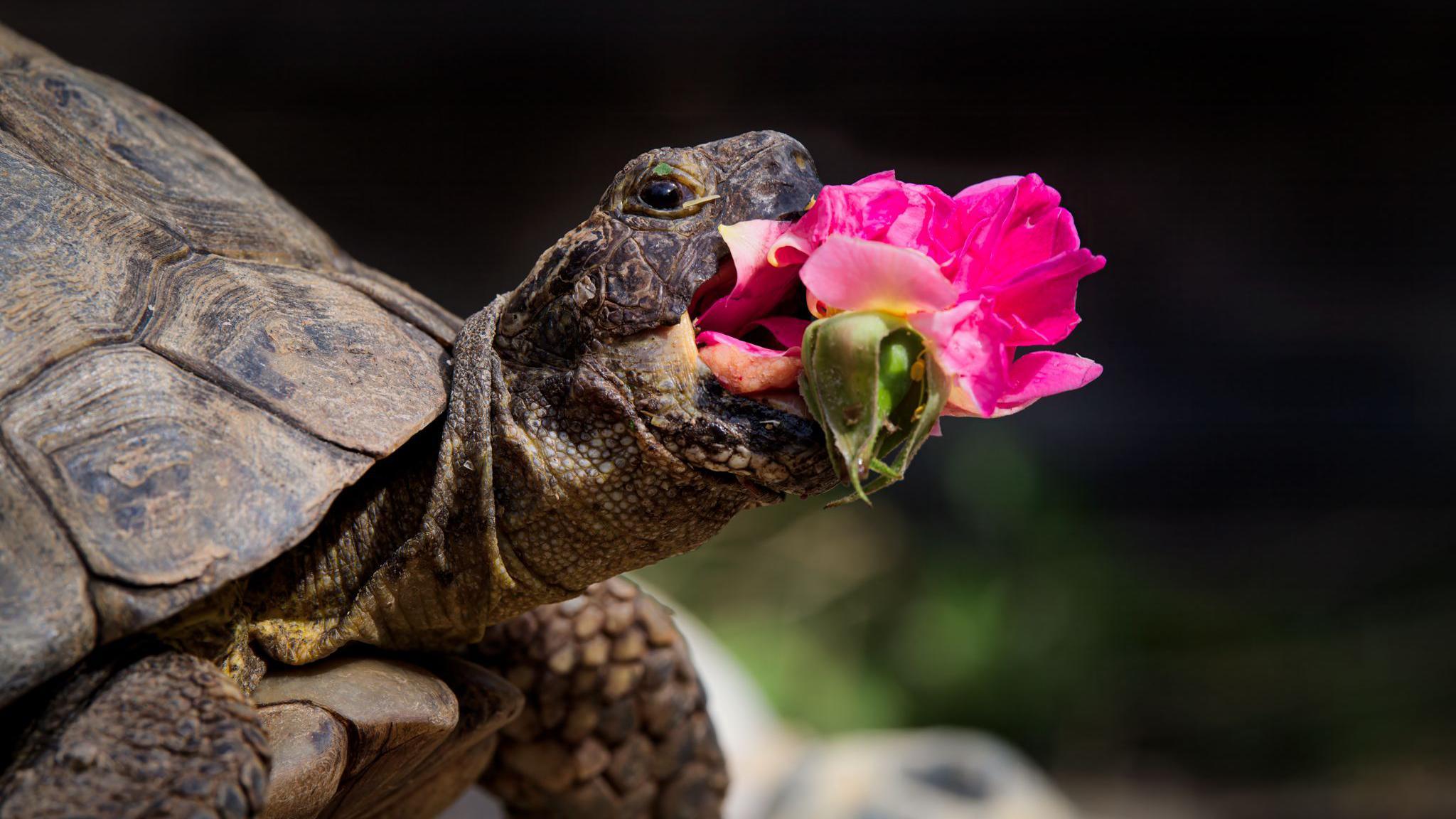 a tortoise eating a rose