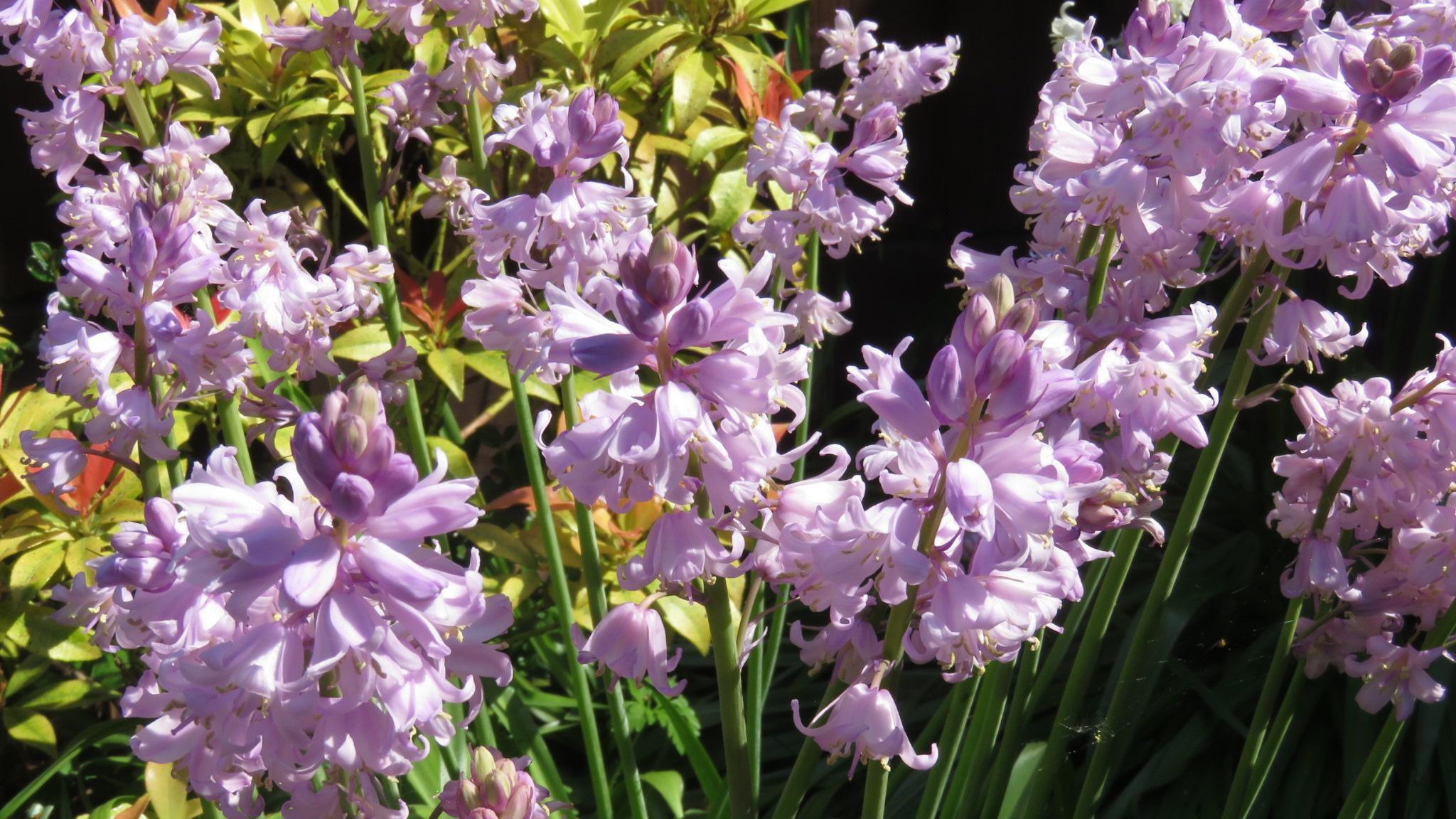 beautiful pink flowers with green stems in a garden