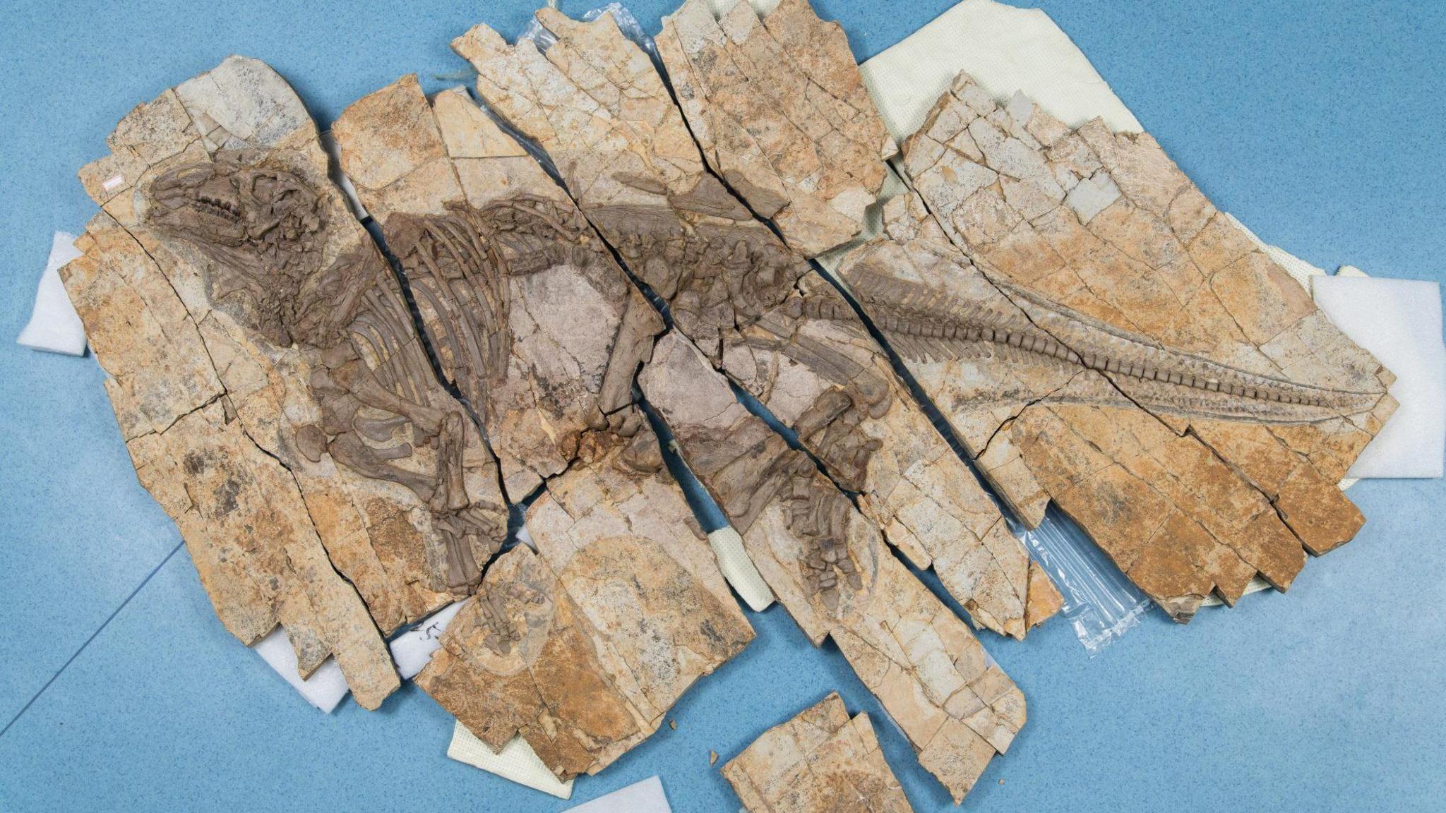 The well-preserved fosil of Haolong dongi.