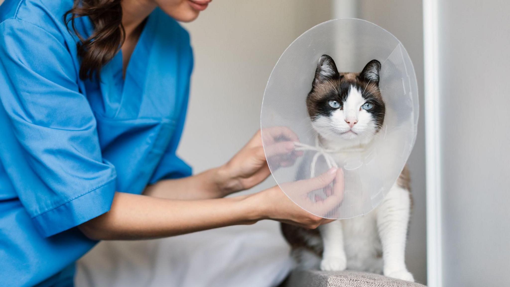 A stock image shows a female vet, wearing blue scrubs, whose face is not in shot, tying a bow around the neck of a cat which is sitting on a raised surface and wearing a neck cone