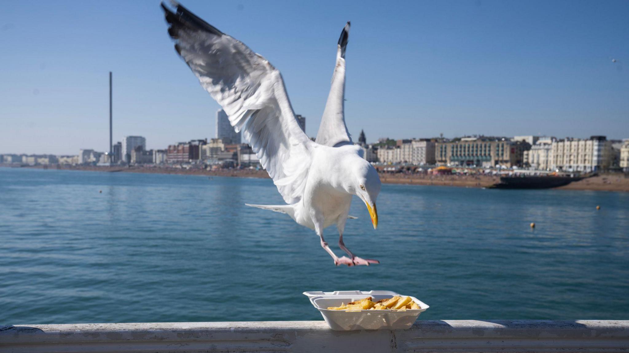a seagull swooping in to pinch some chips on a beach