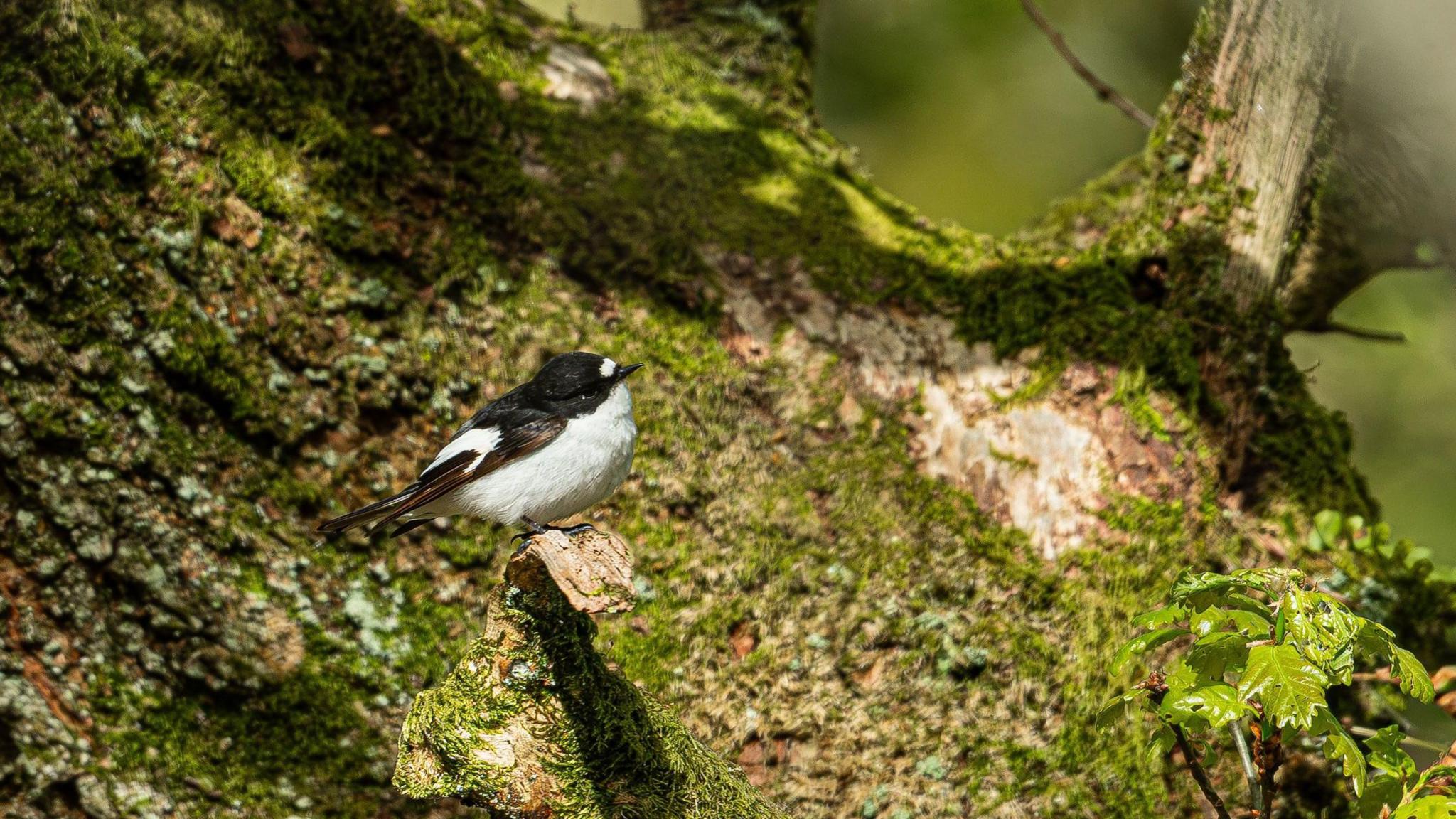 A black and white small bird, the pied flycatcher, sat atop a tree branch