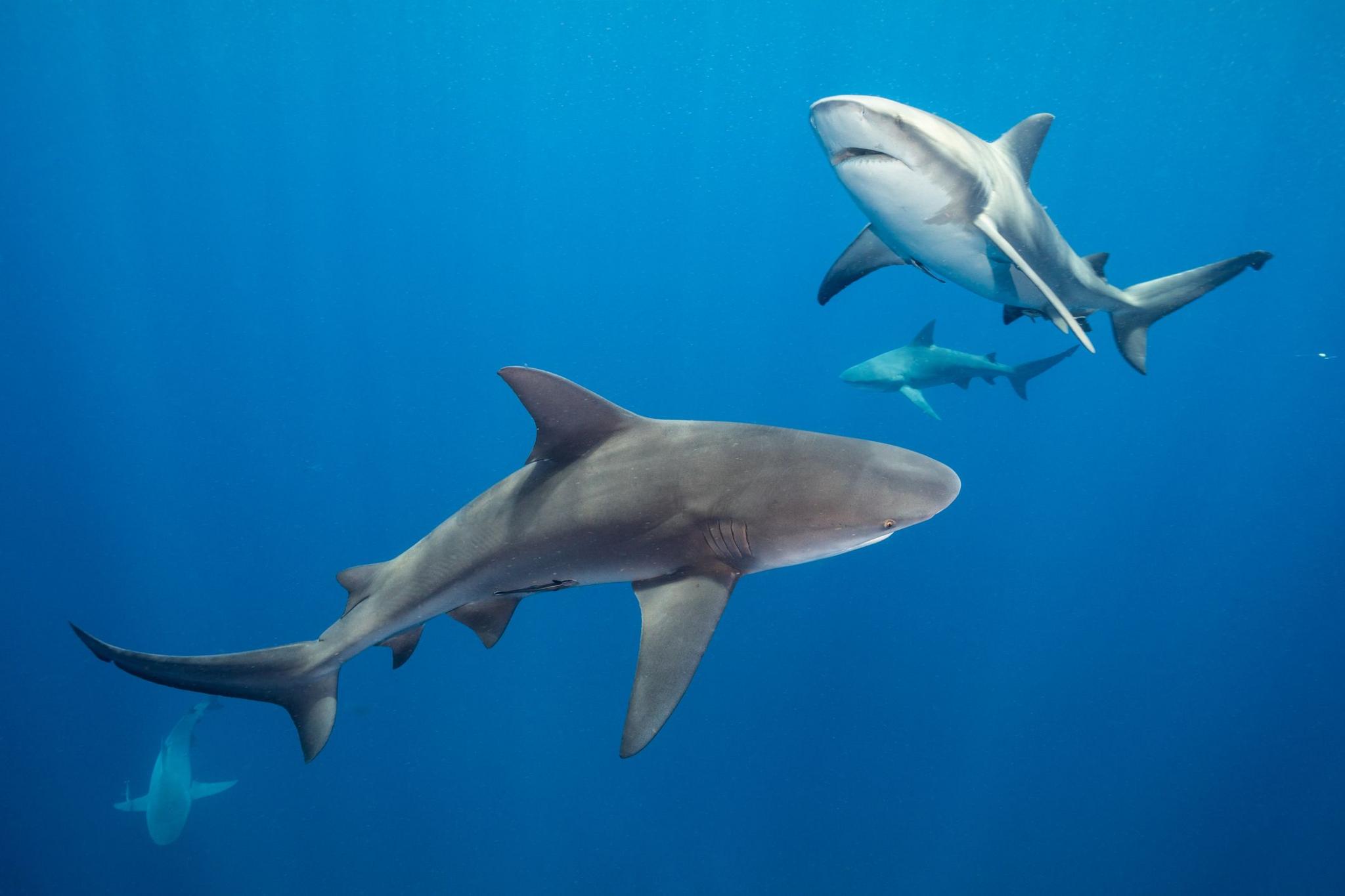 Several Bull sharks swimming.