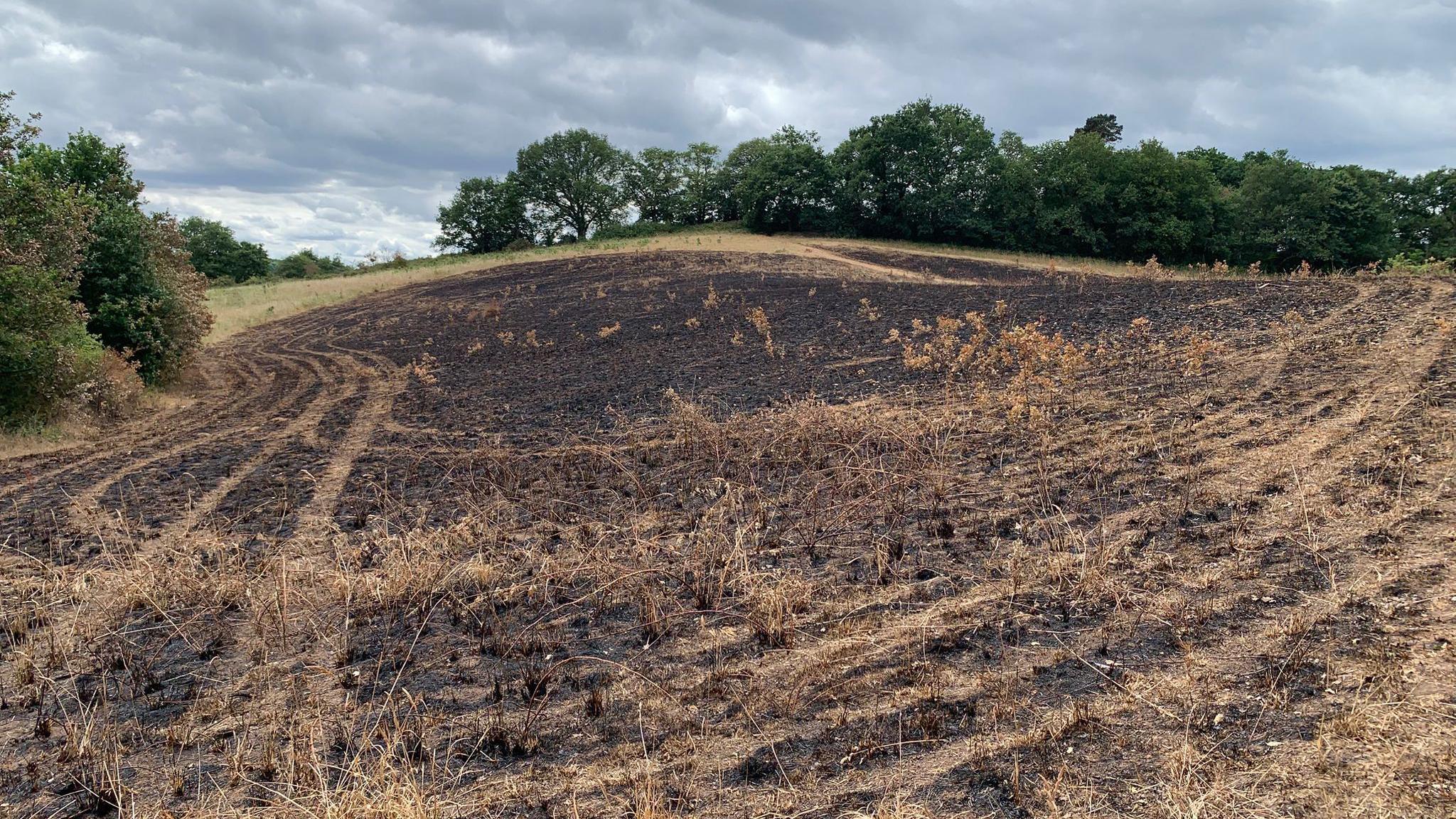 A large area of grassland is burnt. The surrounding trees are untouched but the land is a mix of dark brown patched and light brown grass.