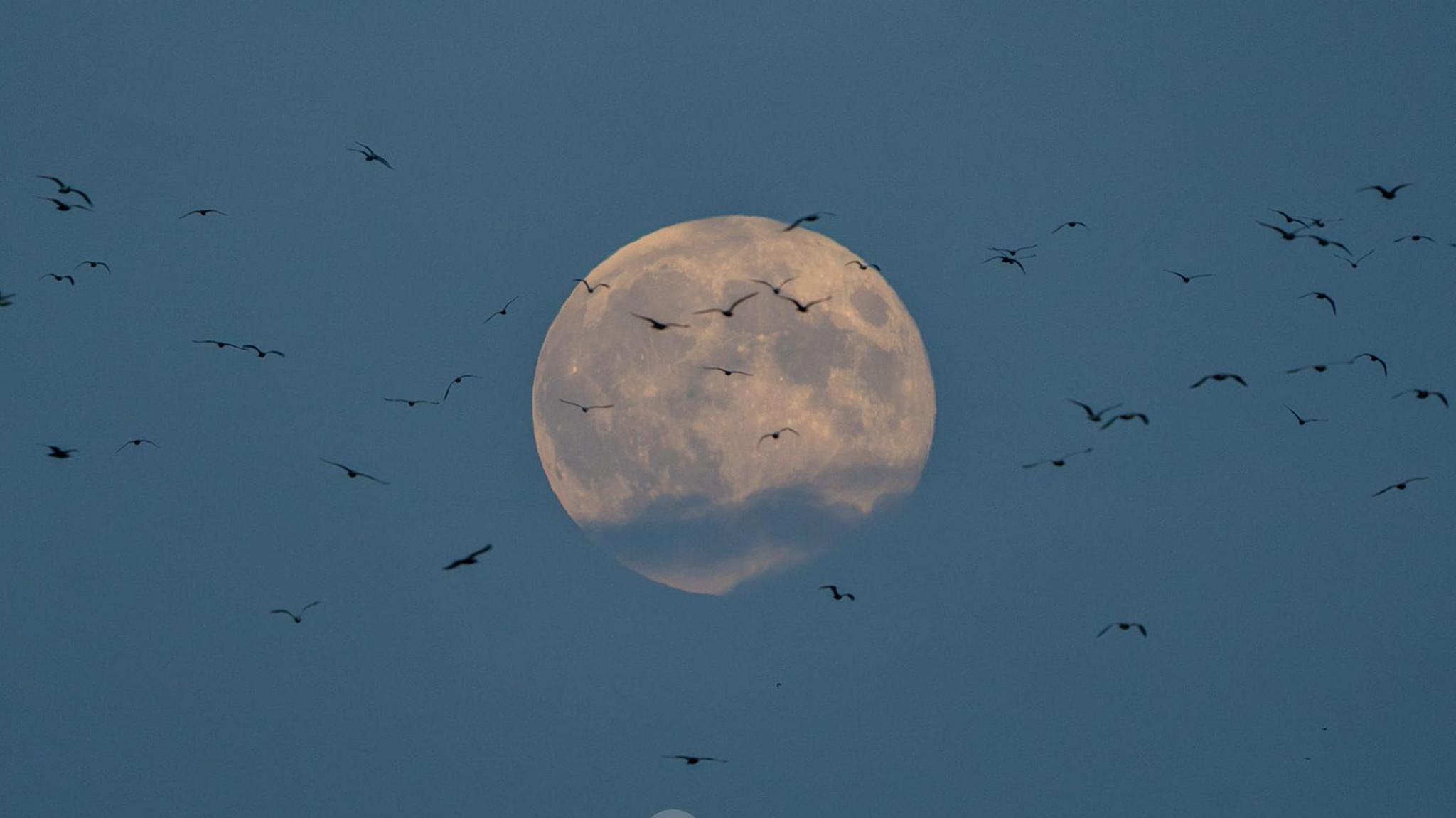 The supermoon is visible in the twilight as dozens of seagulls fly through the frame