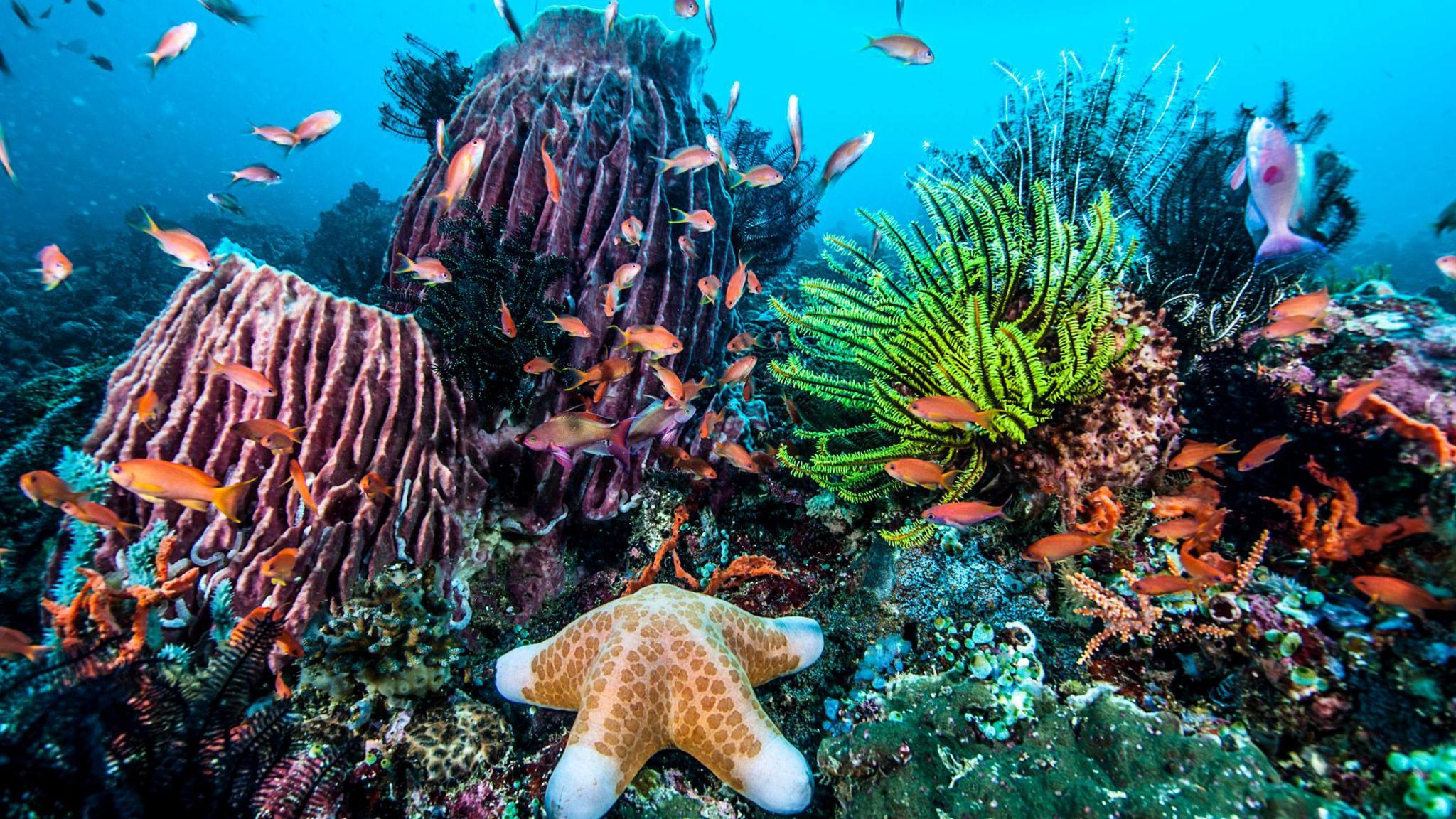 Colourful coral reef