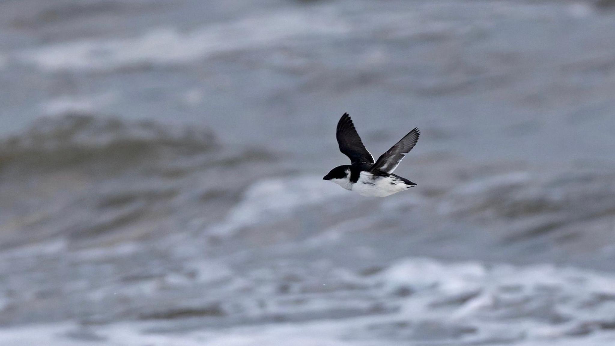 A little auk flying above a dark and stormy sea with white-capped waves. 