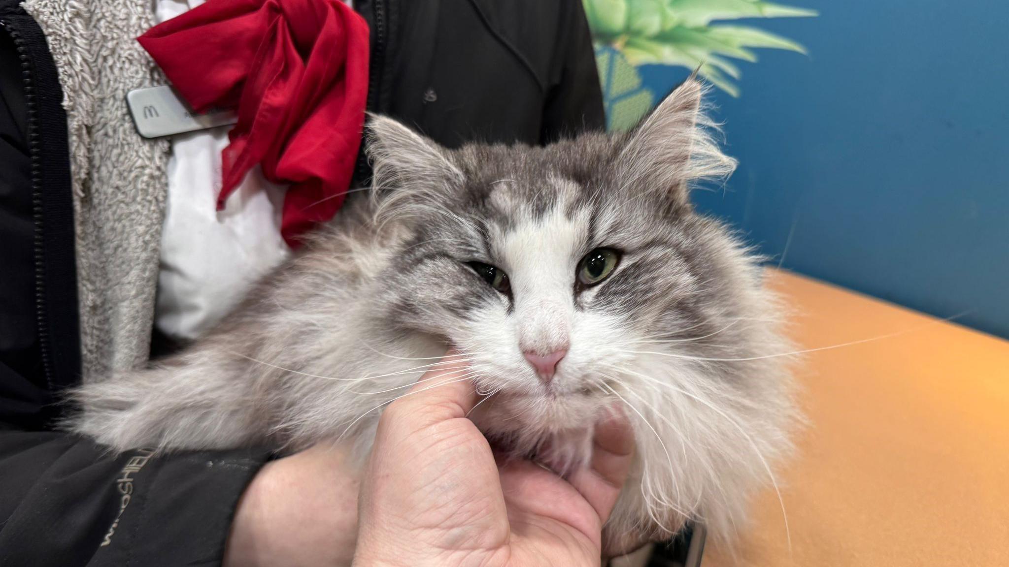 A long-haired, fluffy grey and white cat with green eyes is held under the chin by someone's hand, while someone in a McDonalds uniform stands behind