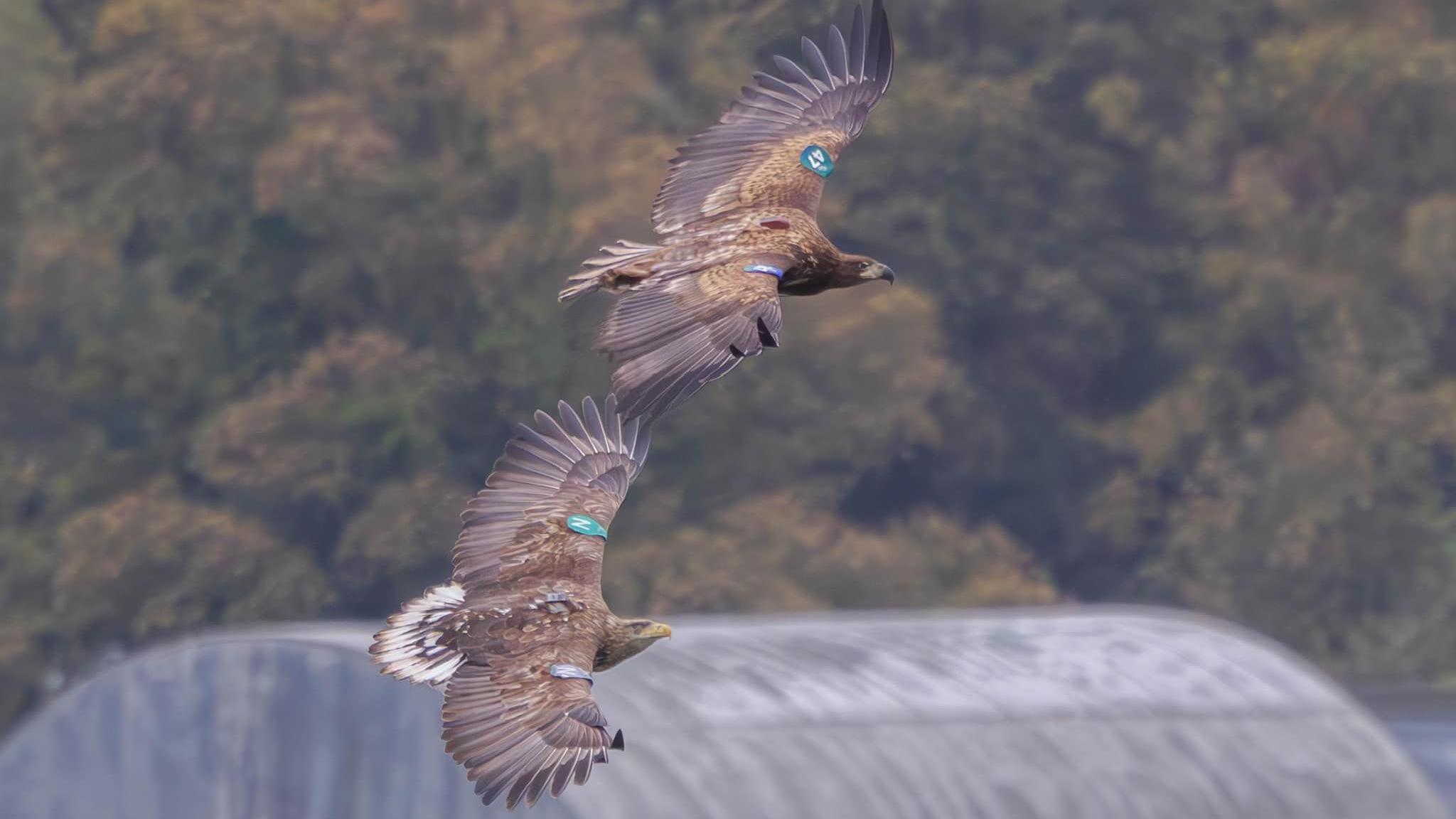 Two white-tailed eagles in flight over Donegal. Once can be seen tagged with the letter N, the other with the number 47