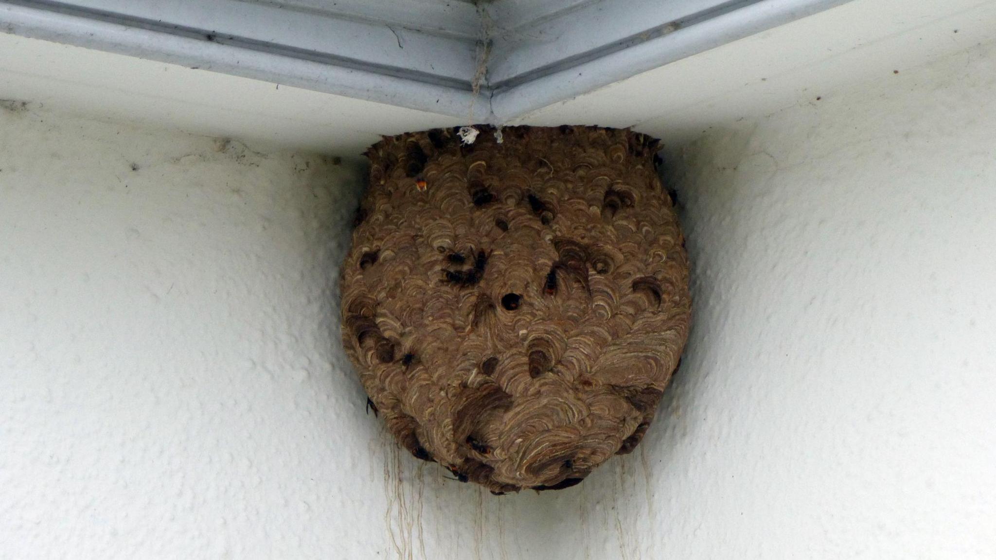 A brown Asian hornet nest is lodged between two perpendicular white walls. It is a paper mache type of material. 