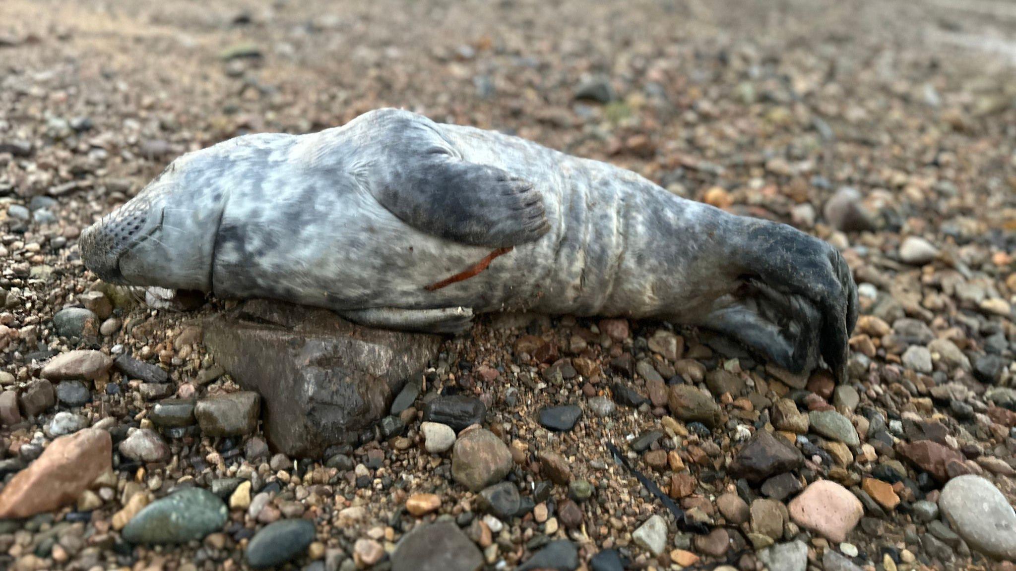 Rocky the grey seal pup is lying on a pebbly beach. He is asleep and his flippers are pulled back. 