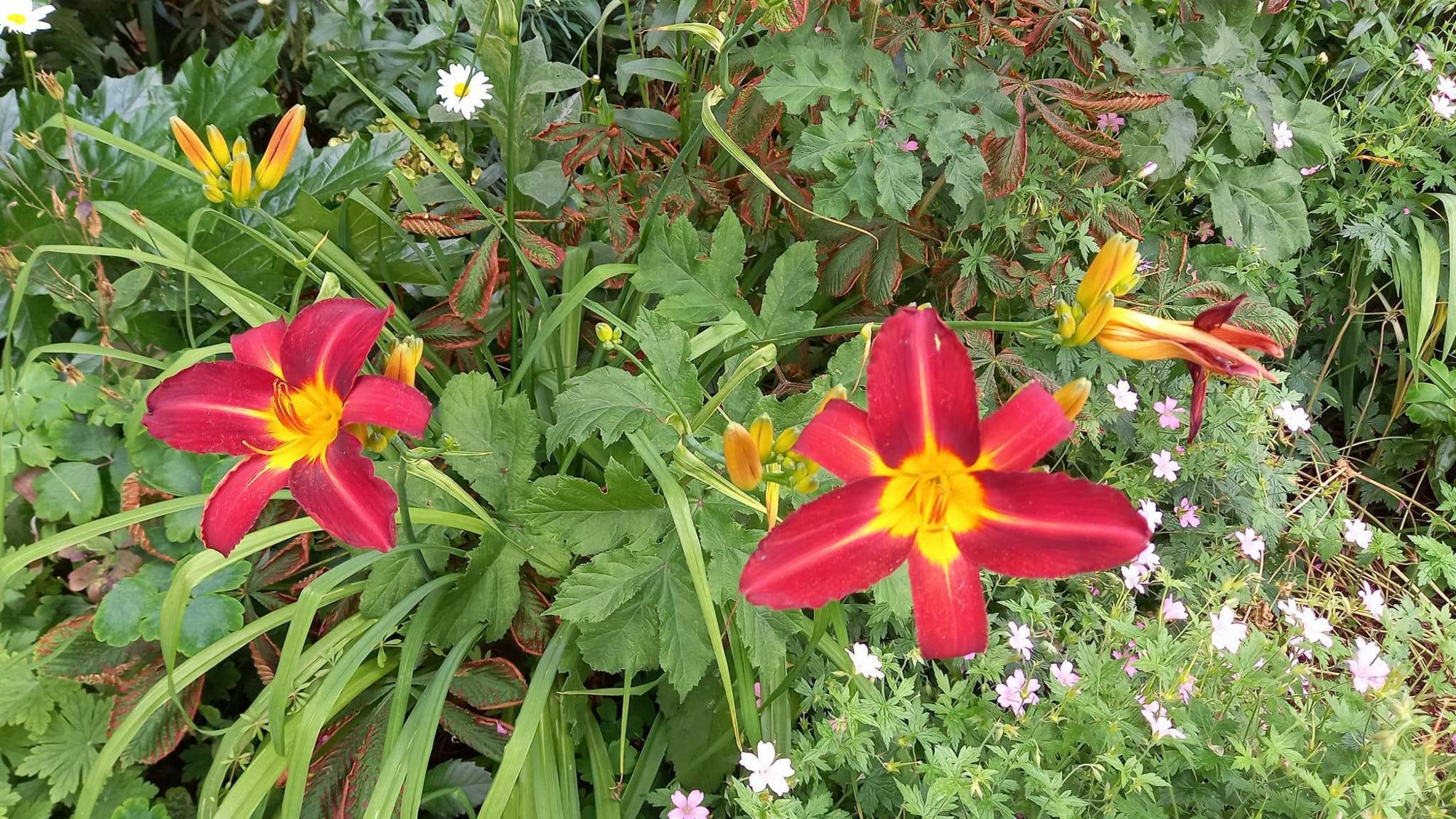 Red lilies among other plants and flowers by the car park.