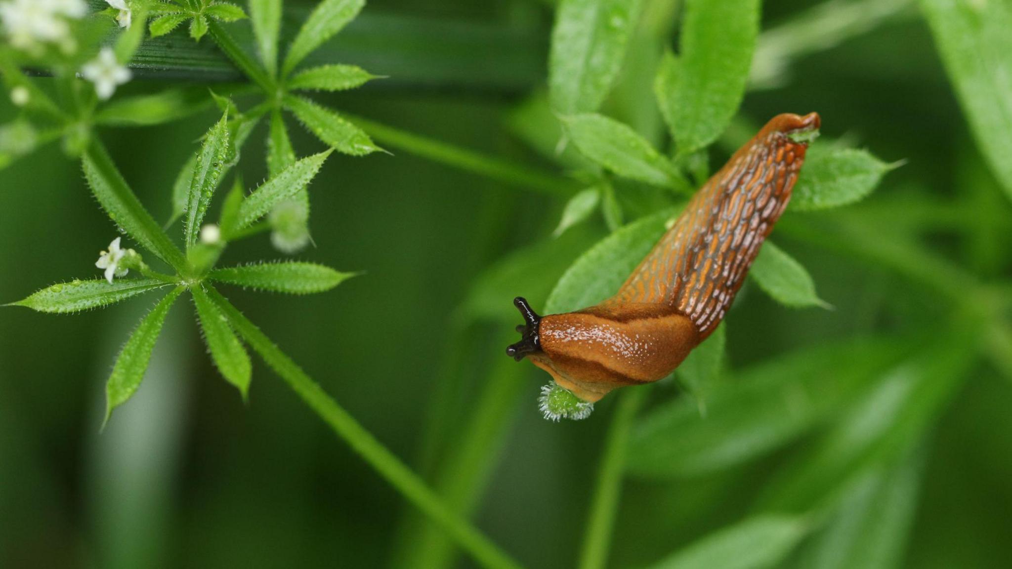 slug on a plant