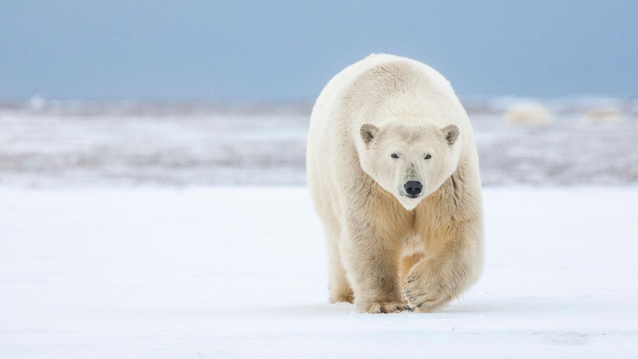 a polar bear walking towards the camera