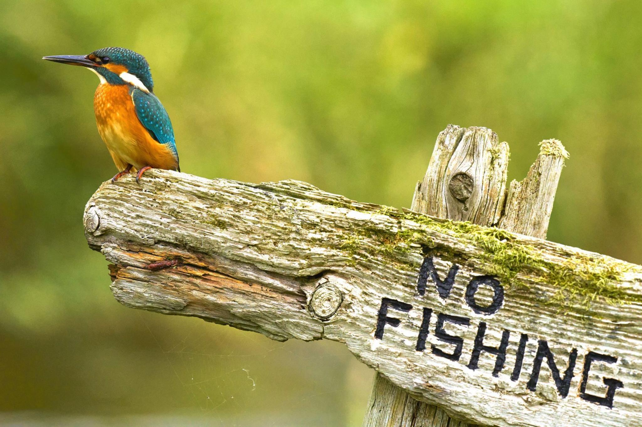 Blue/orange bird perched on a wooden sign reading 'No fishing'