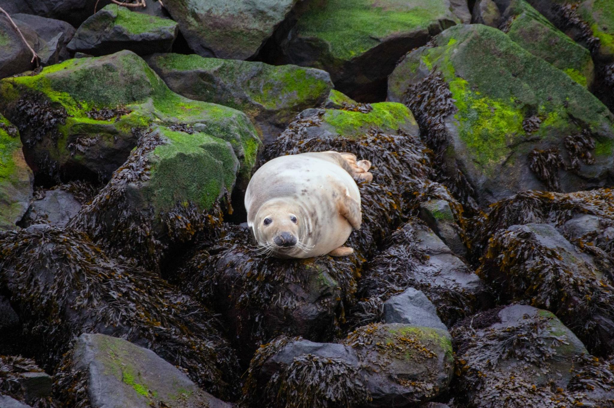 Tan coloured seal lying on large moss and seaweed covered rocks