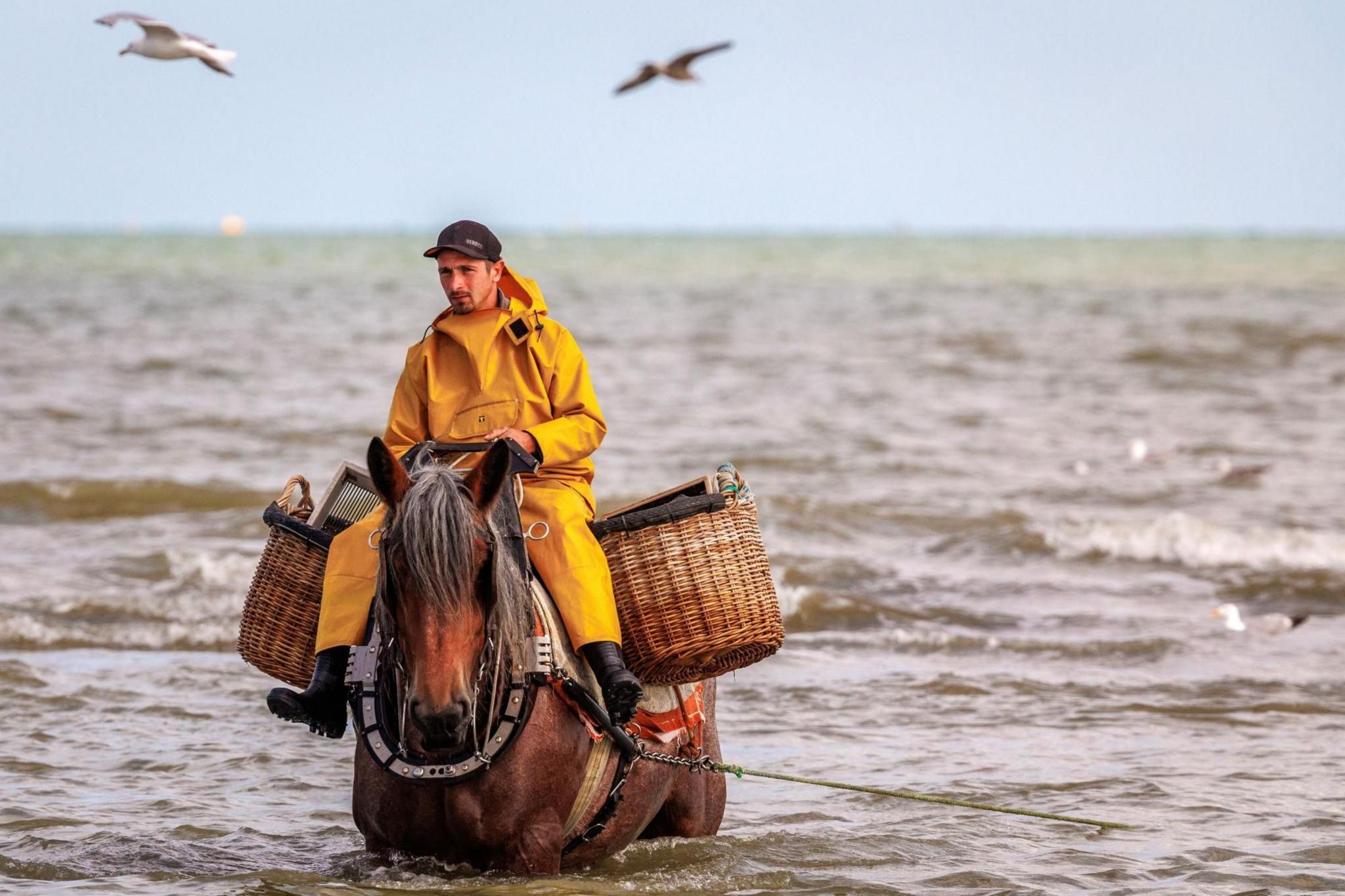 A shrimp fisherman on horseback in the sea