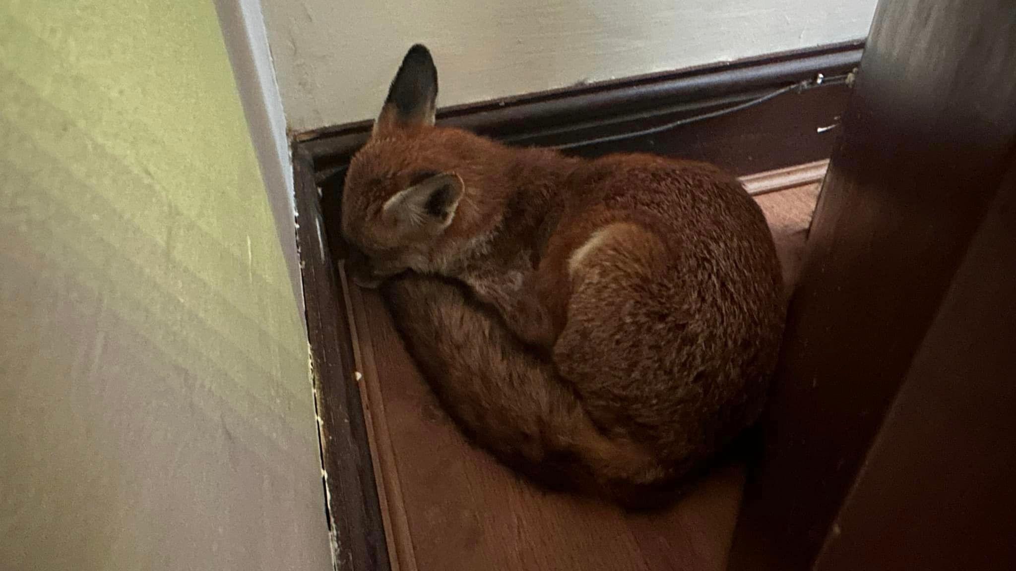 A fox is pictured asleep in the corner of a living room, behind a wooden cabinet