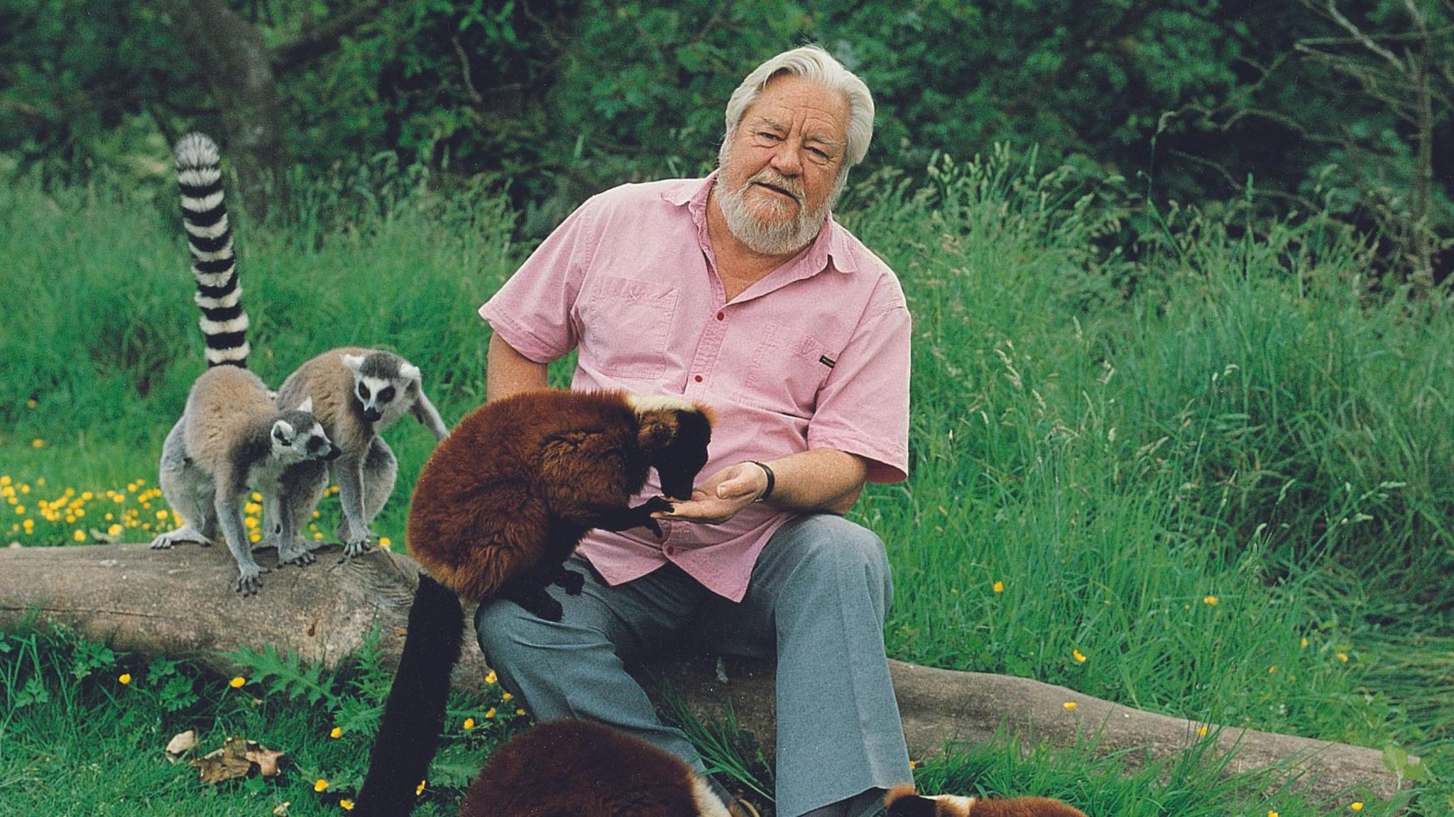 Gerald Durrell sat on a wooden log in a pink shirt, he is feeding a red lemur on his lap with two others next to him 